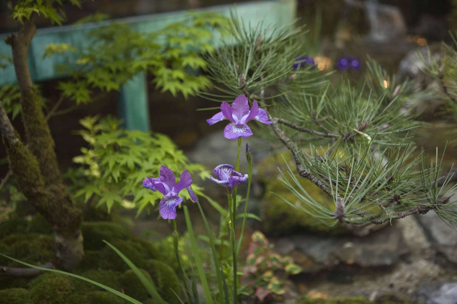 Distinct textures and shapes, next to controlled colors: Japanese water iris, Japanese black pine, moss, acer, water.