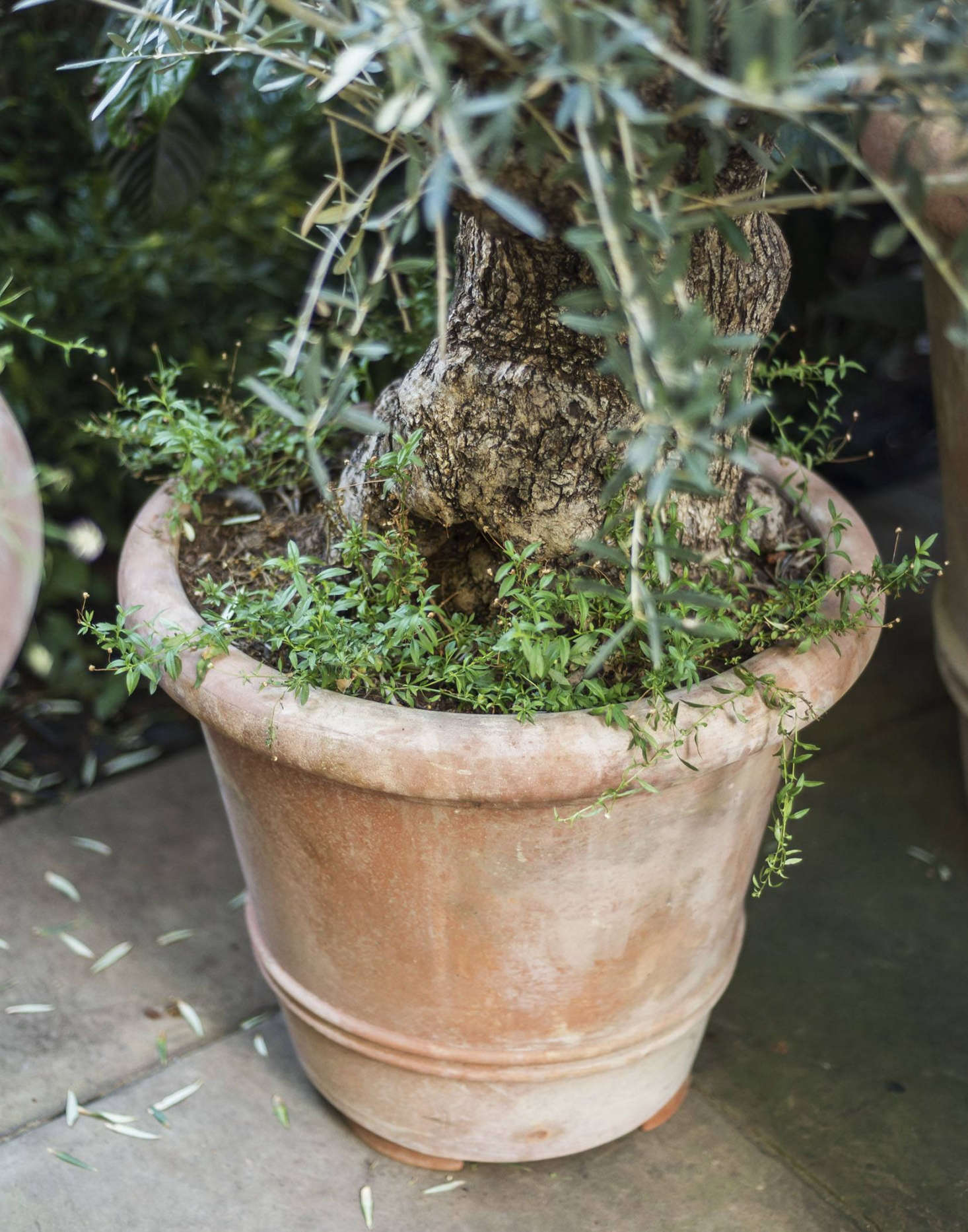 A mature olive tree thrives in an accommodating terra cotta pot.