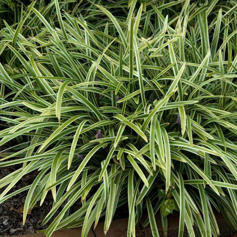 Liriope Silvery Sunproof is $69.97 for a flat of 18 pots from Wilson Bros Gardens.