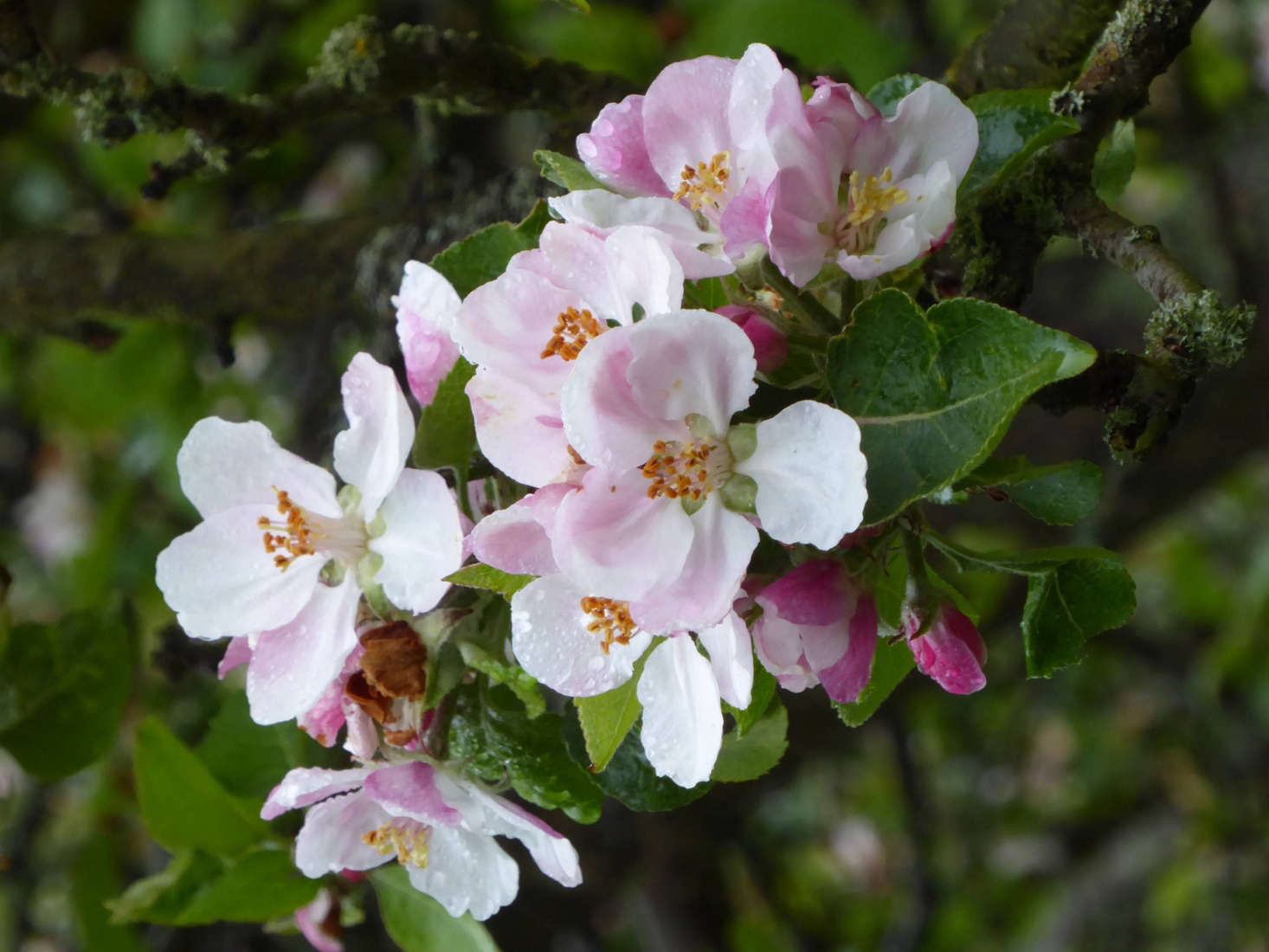 An apple blossom in the orchard.