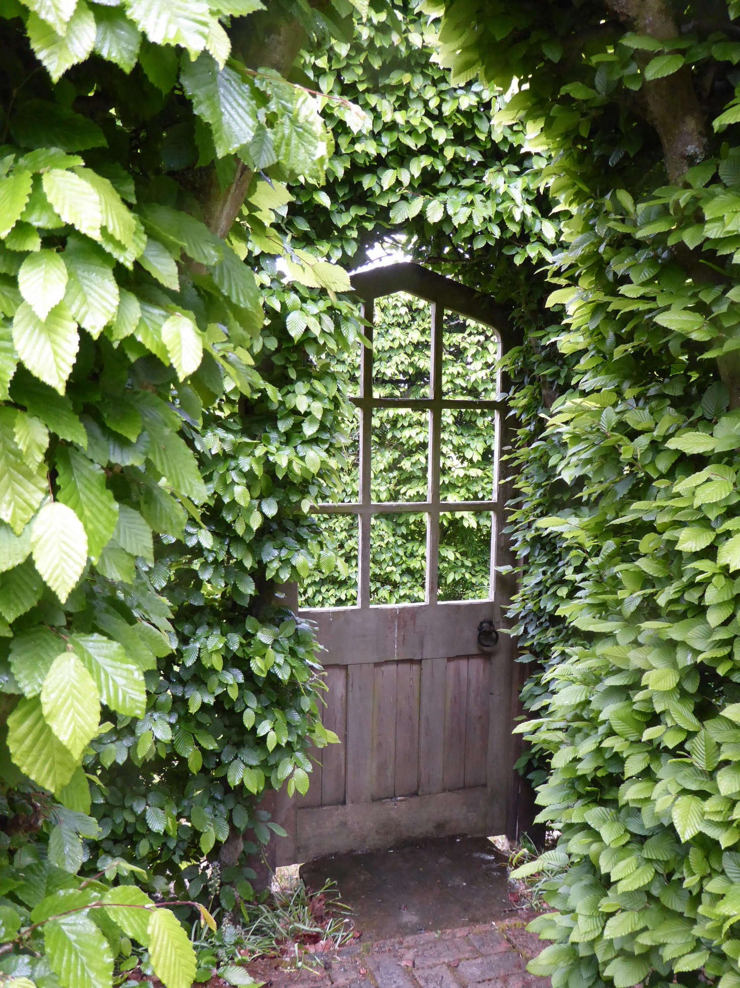 A wooden door in the hornbeam hedge leads to a secluded miniature green garden.