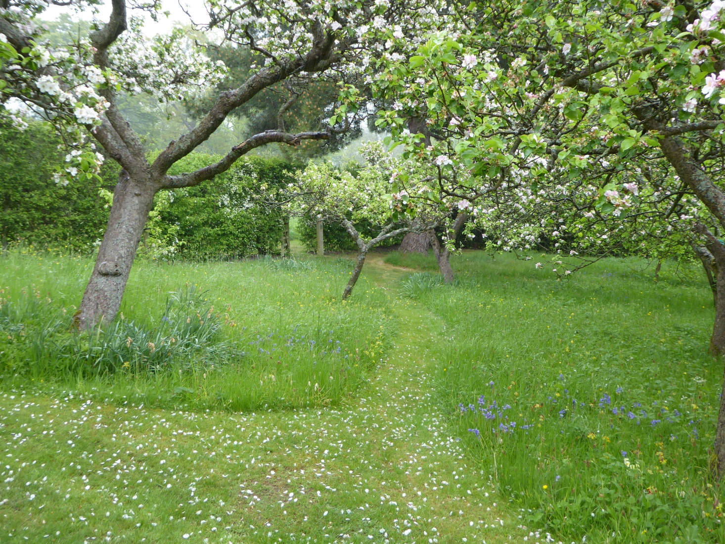 A mown path guides you into the orchard.