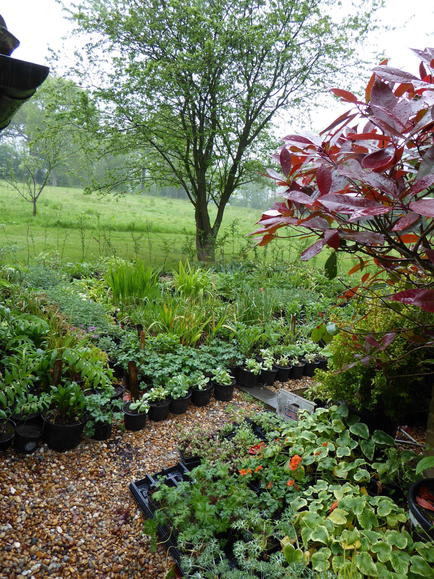 The garden’s enviable and newly installed “nursery” area of stock plants.