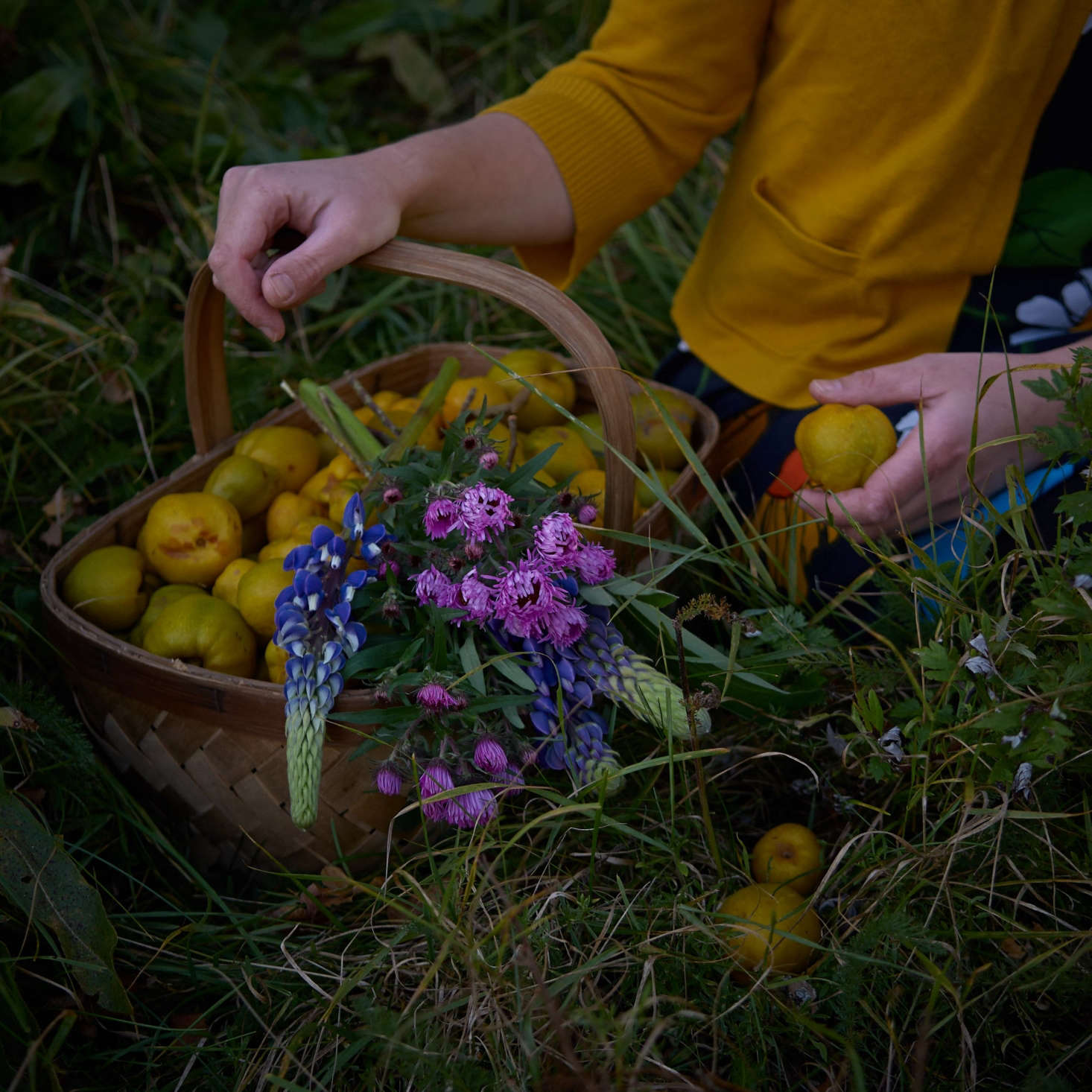 On the way home from the home of a friend who gave her Japanese quince, Juliane picked lupine and New York aster along the roadside.