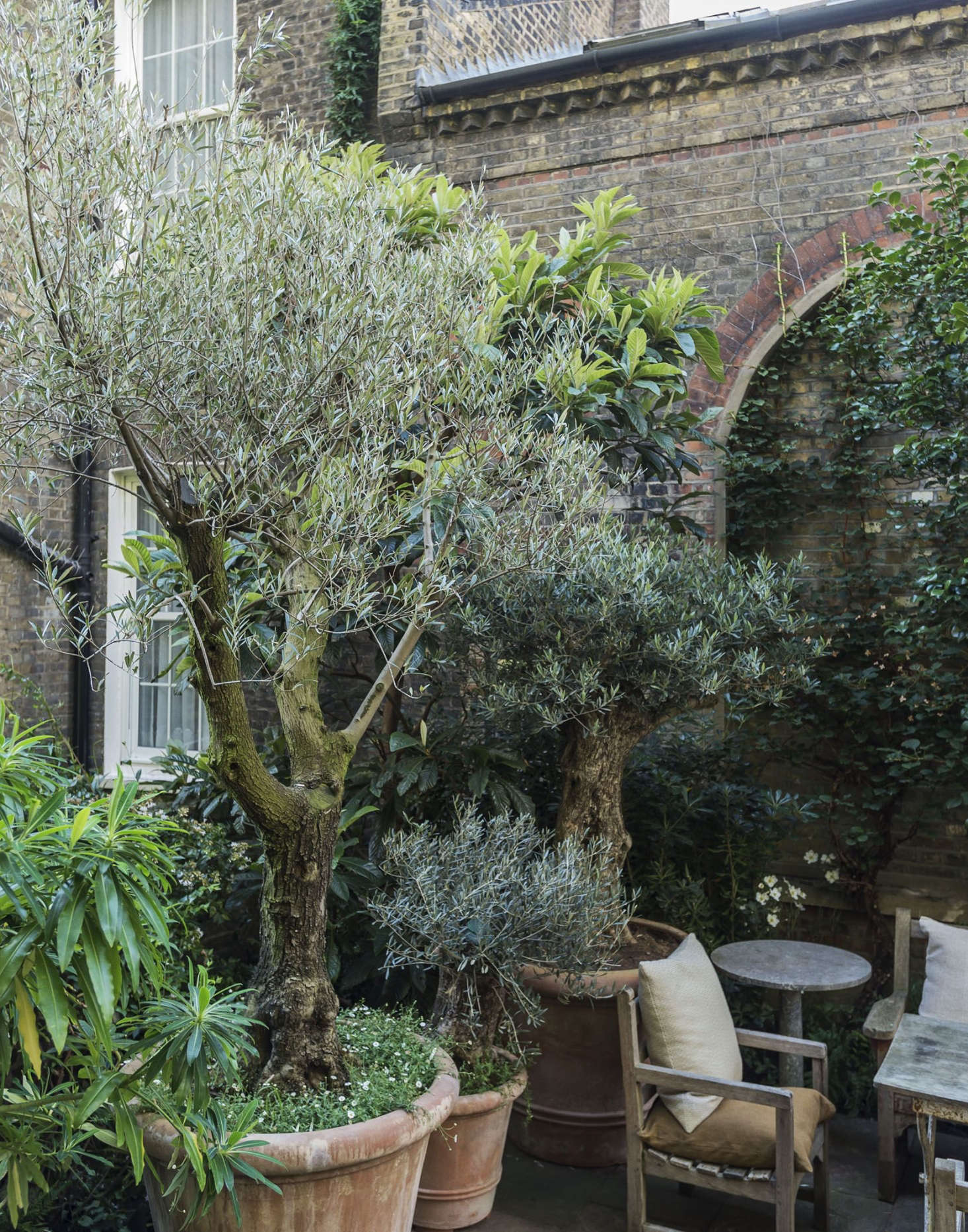 Against the brick wall, Tom planted camellias, southern magnolia, and evergreen loquat (Eriobotrya) trees, to give solid texture and enclose the space with greenery.