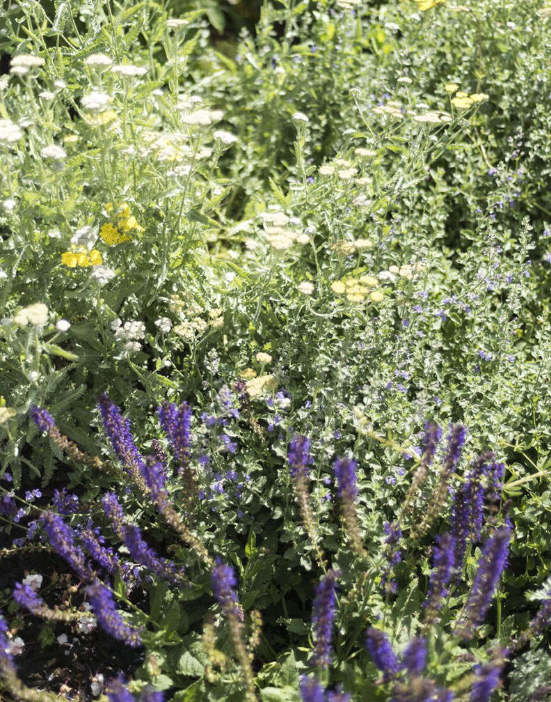 In autumn, I divide clumps of perennials such as yarrow and purple salvia to swap for plants my friends have.