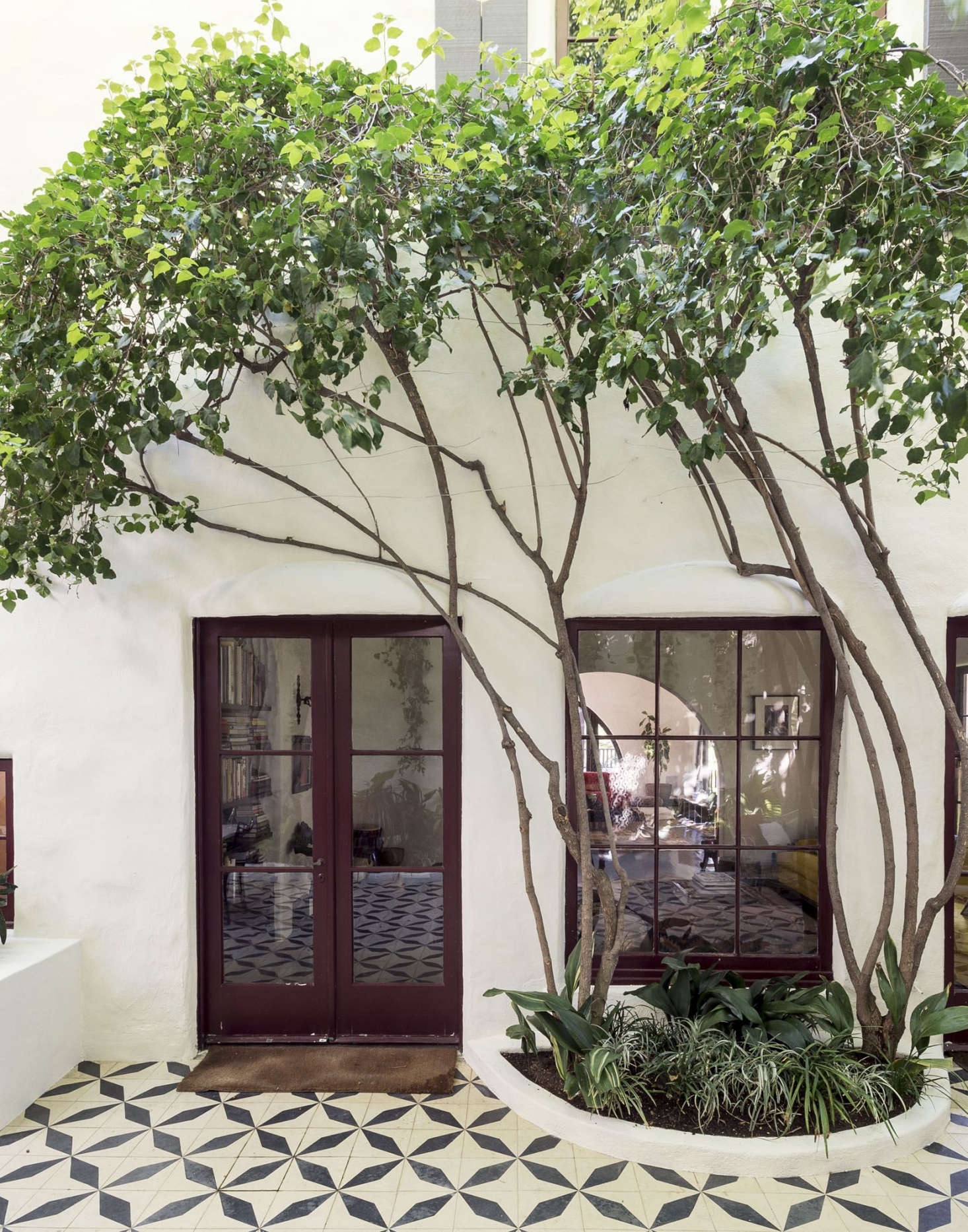 Garden designer had mature ficus trees “limbed up” to create graceful silhouettes in a tiled courtyard garden in Los Angeles.