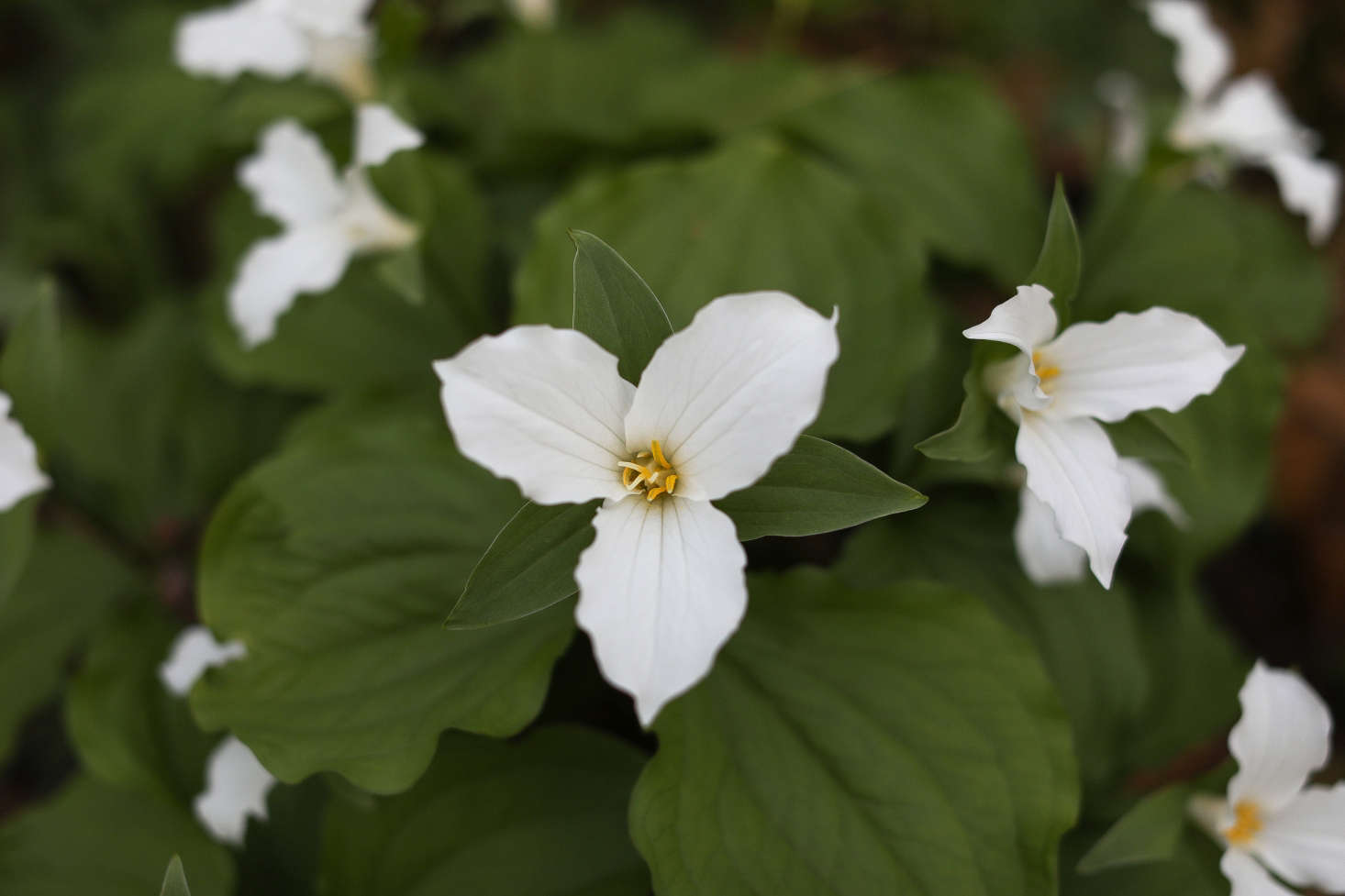 Trillium grandiflorum.