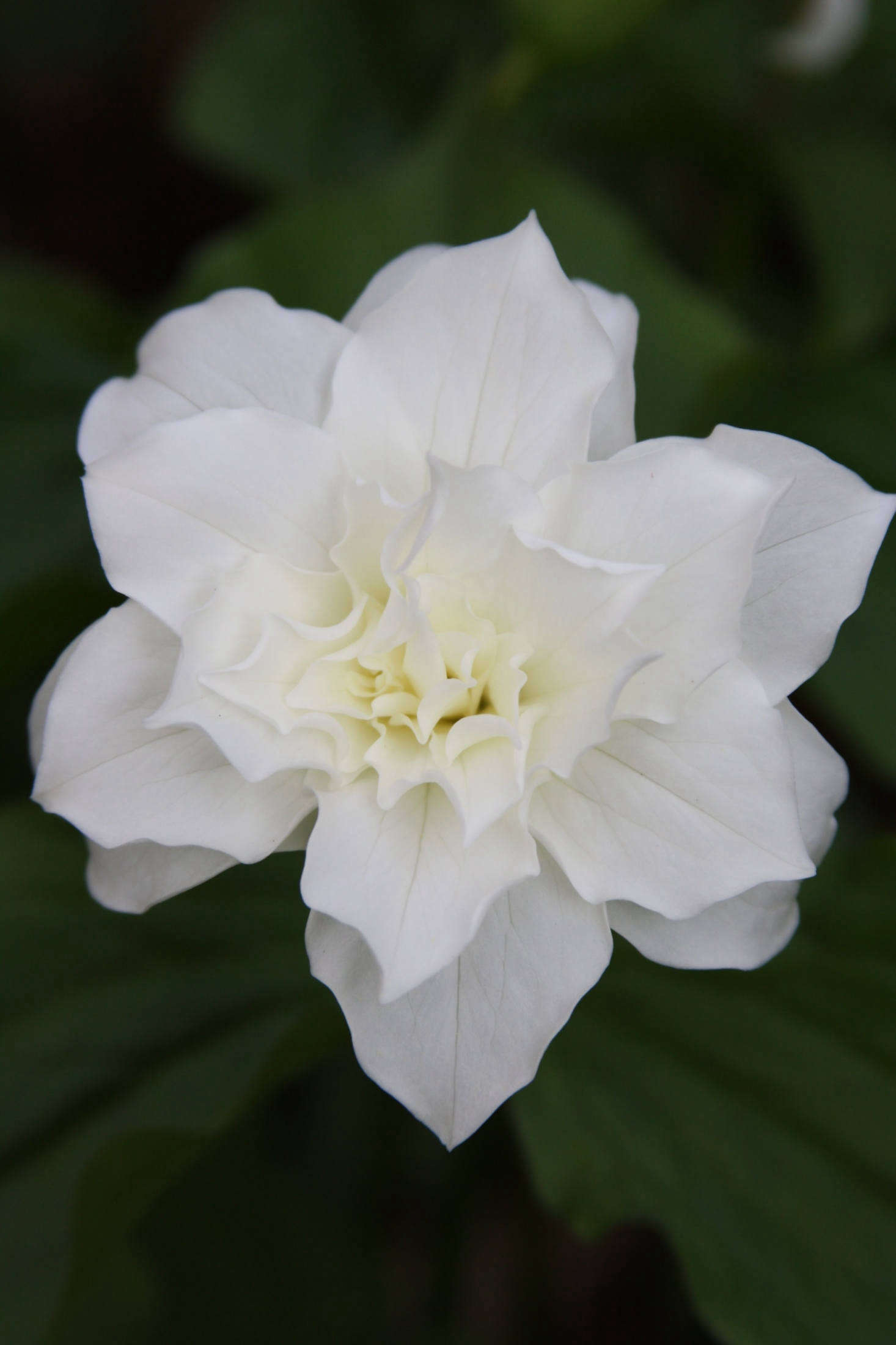 T. grandiflorum 