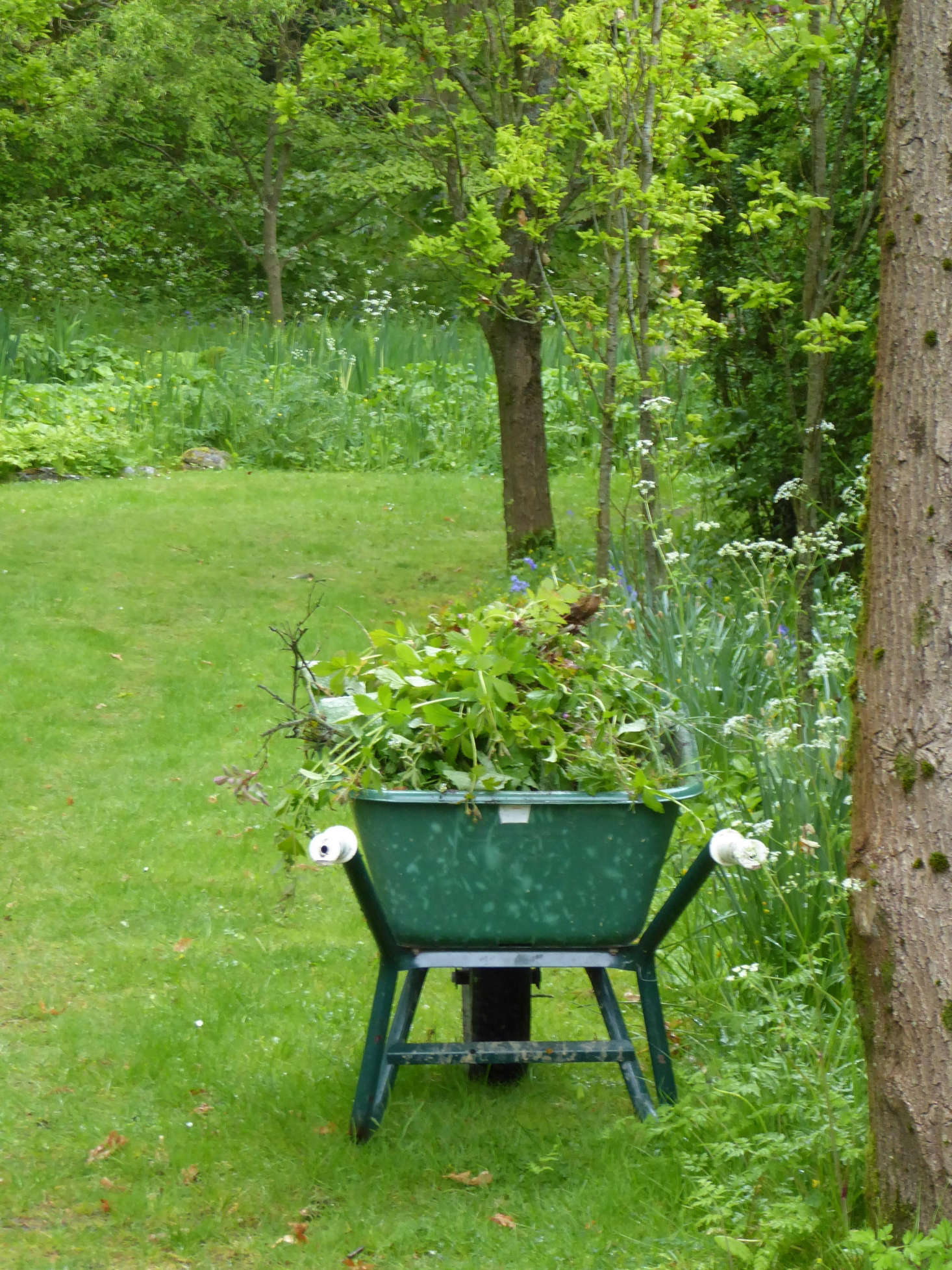 Rebecca has full-time help in the garden and in the last year has been joined by former nurserywoman Christine Lee, who has completely transformed the approach here with many plants being propagated and grown on-site.