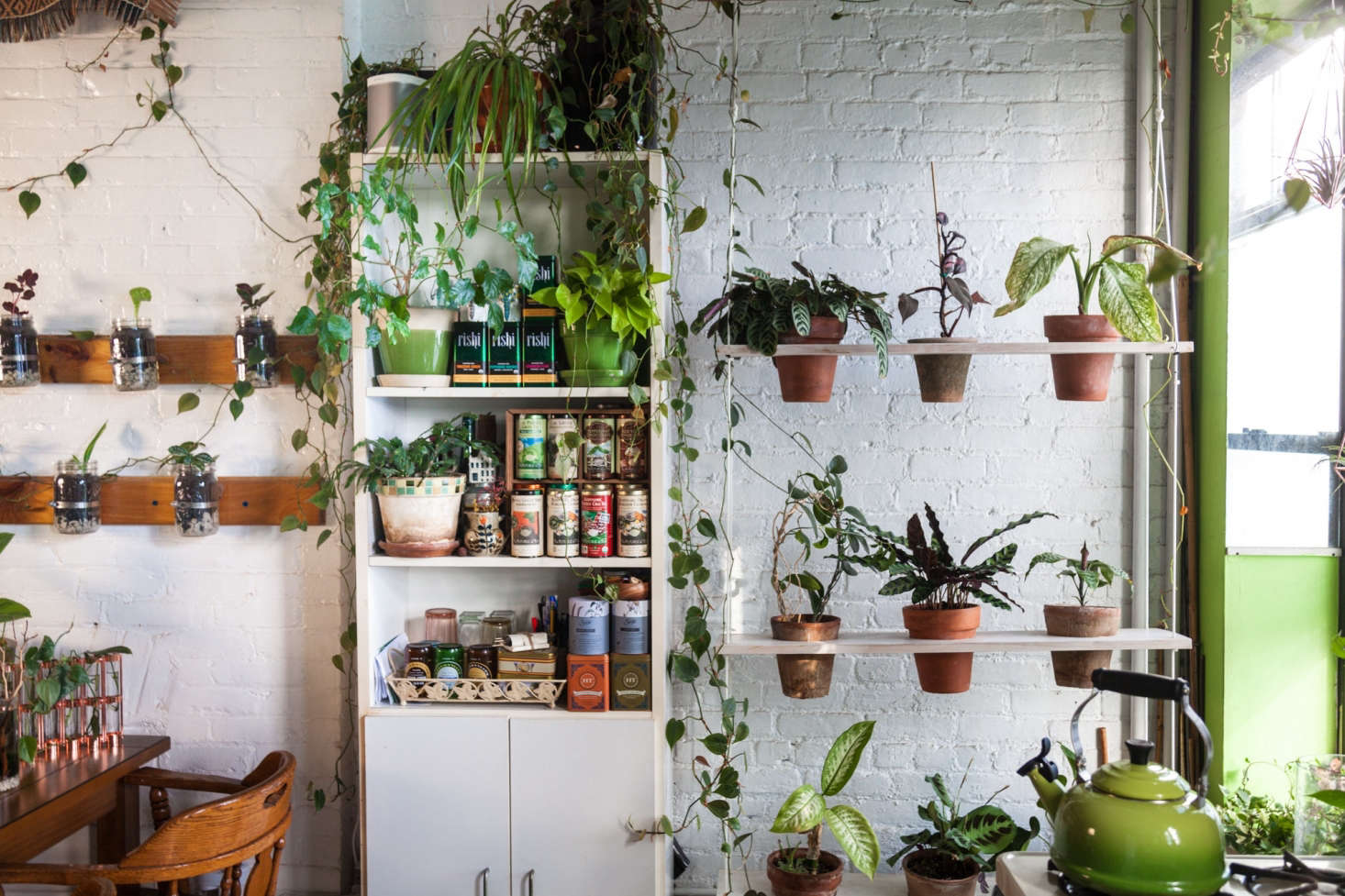 Photograph courtesy of @homesteadbrooklyn, from Living with Houseplants: Four Years Later in a Brooklyn Apartment.