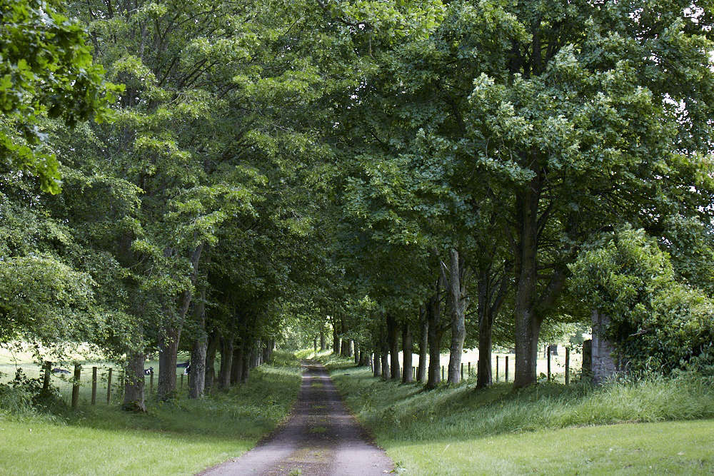 The parkland was originally designed in the 19th century by Edward Milner, who was apprenticed to Joseph Paxton and assisted him in creating other grand estates including Tatton Park in Cheshire and the erection of London’s Crystal Palace.