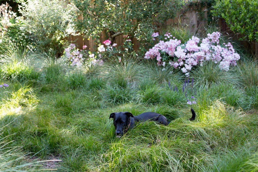 See more of this meadow in Garden Visit: A Backyard Meadow in Mill Valley, CA. Photograph by Mimi Giboin.