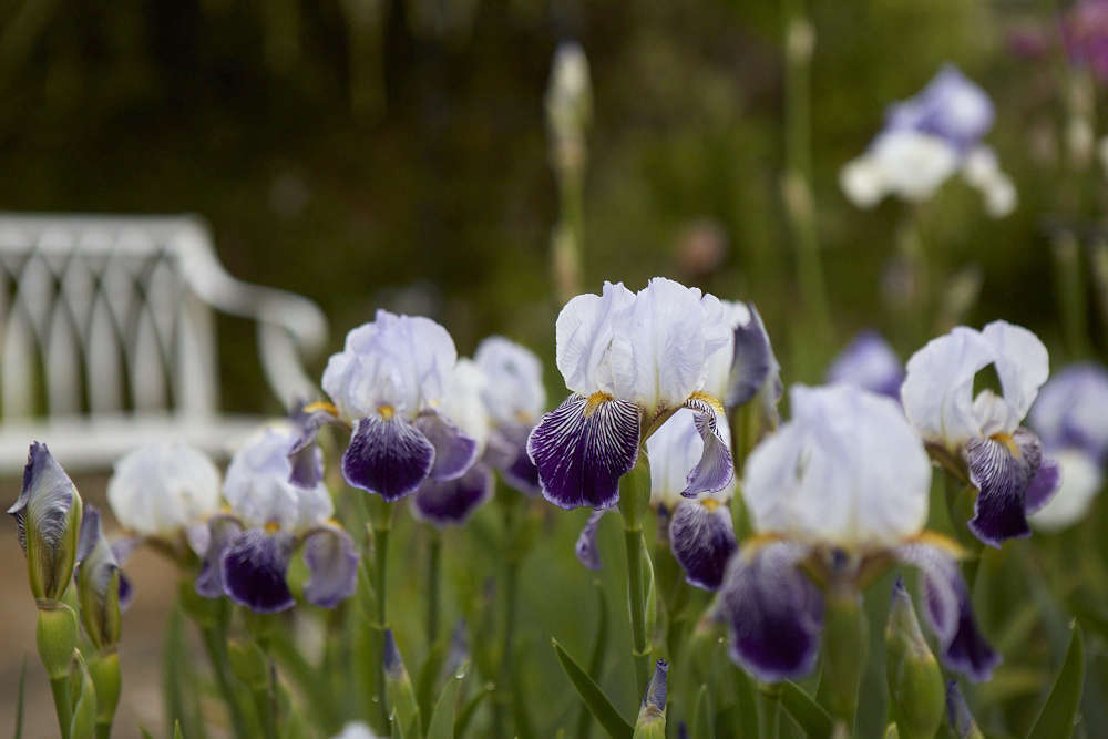 Iris 