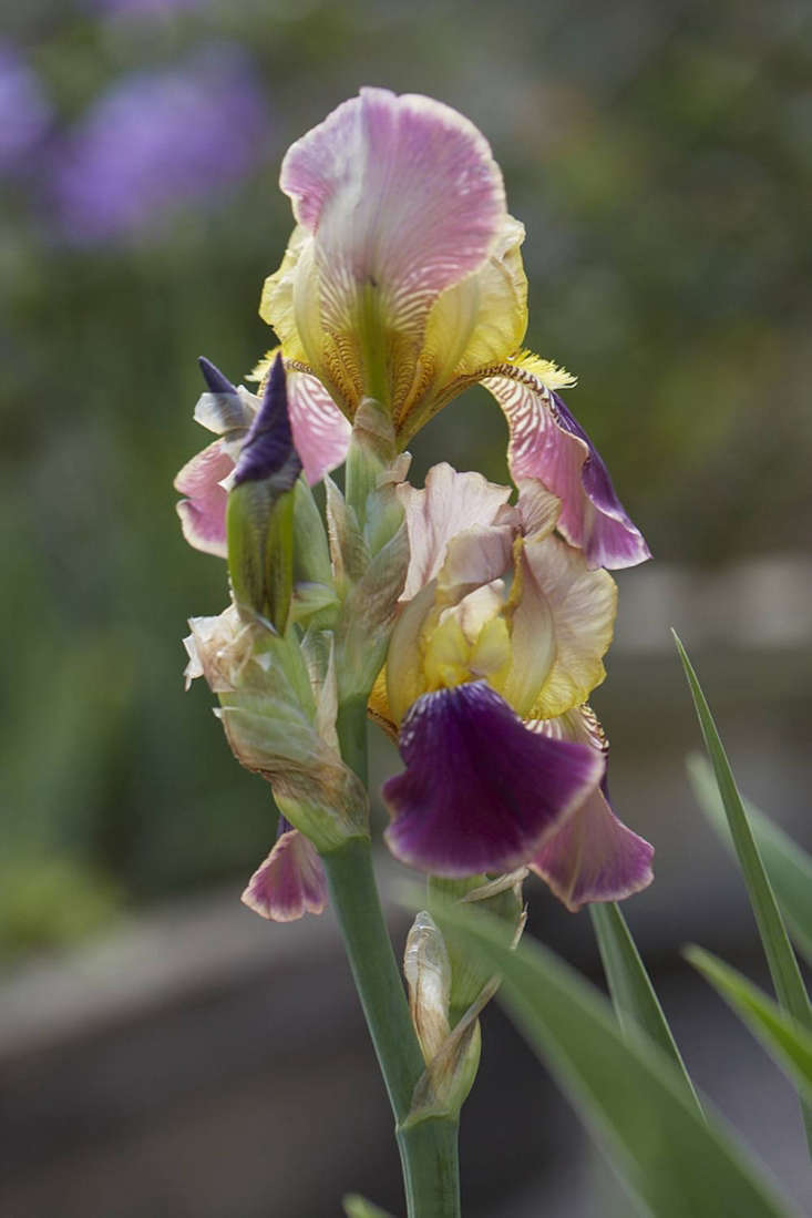 Bearded Irises A Lost Generation of Flowers Has a Moment