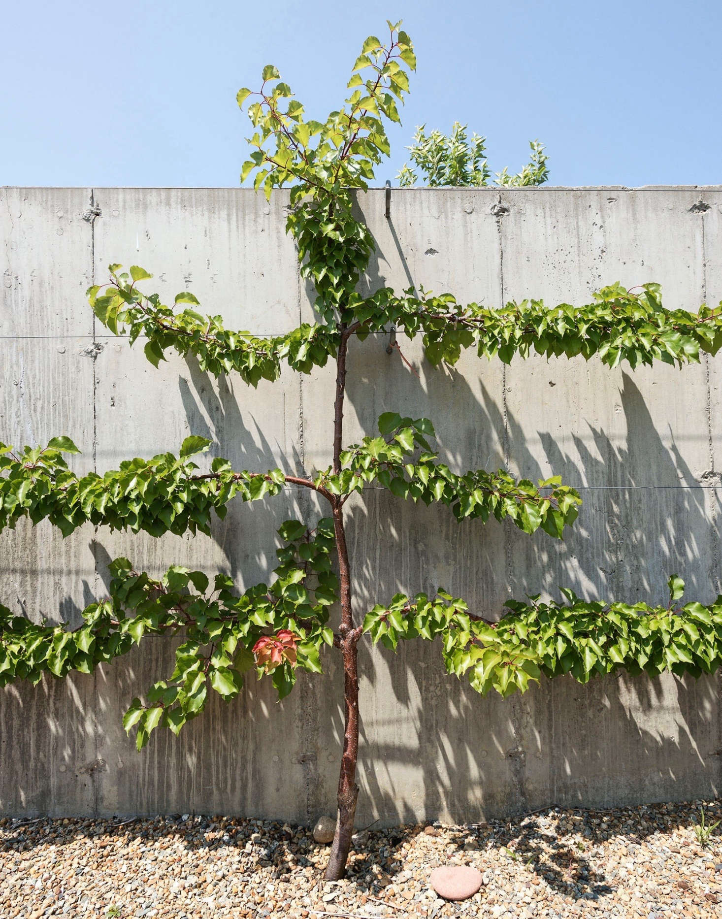 The Glasgows sell fruit, including peaches and sour cherries, grown on the trees at Grey Barn orchard.