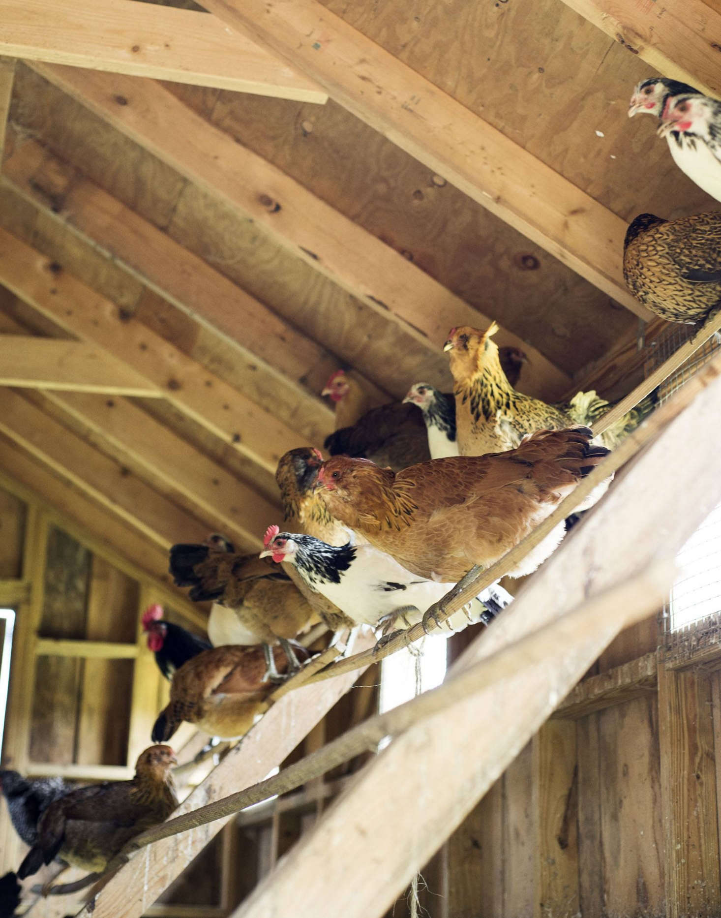 The flock
