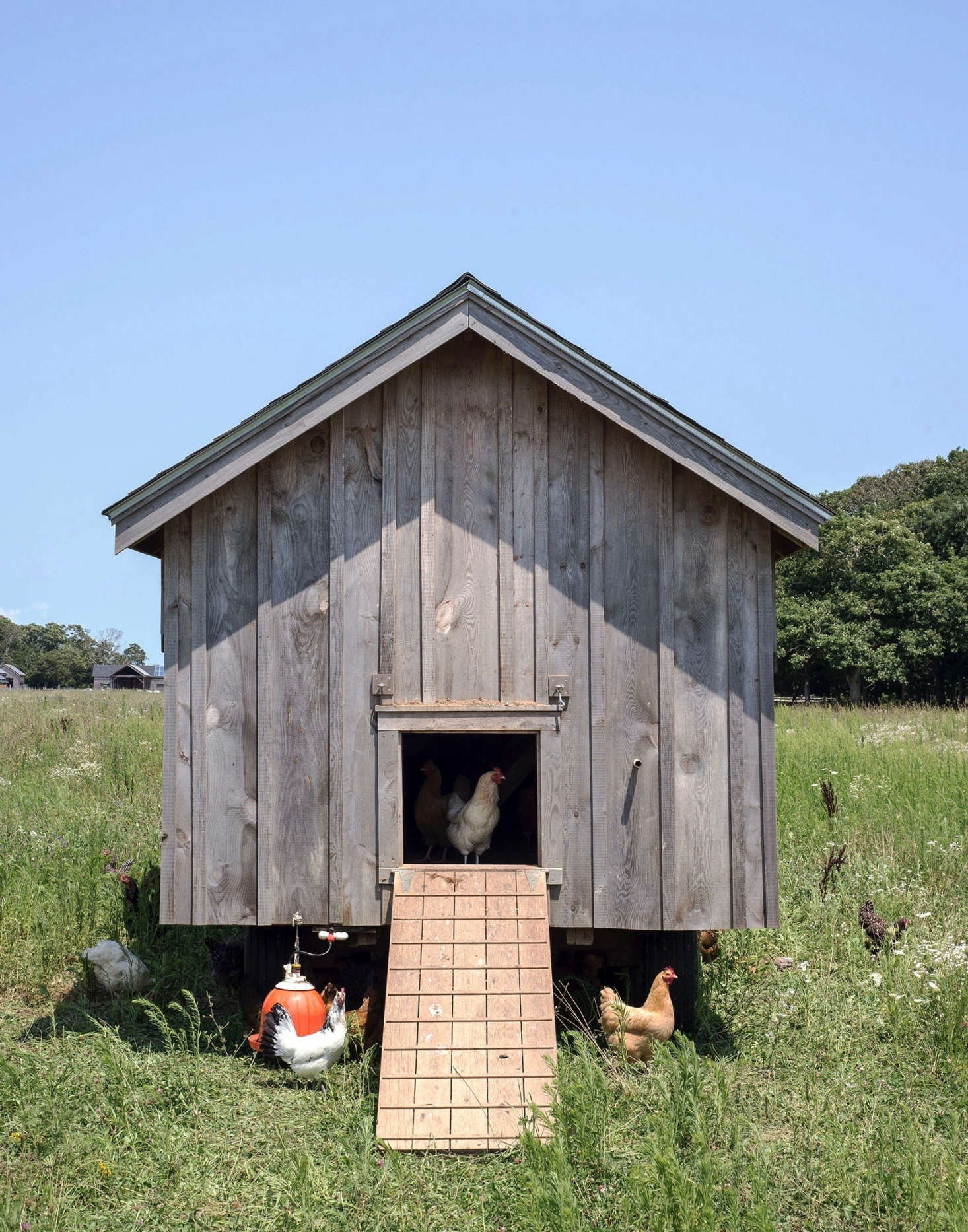 Along with the cows, the chickens are moved every day, giving them 