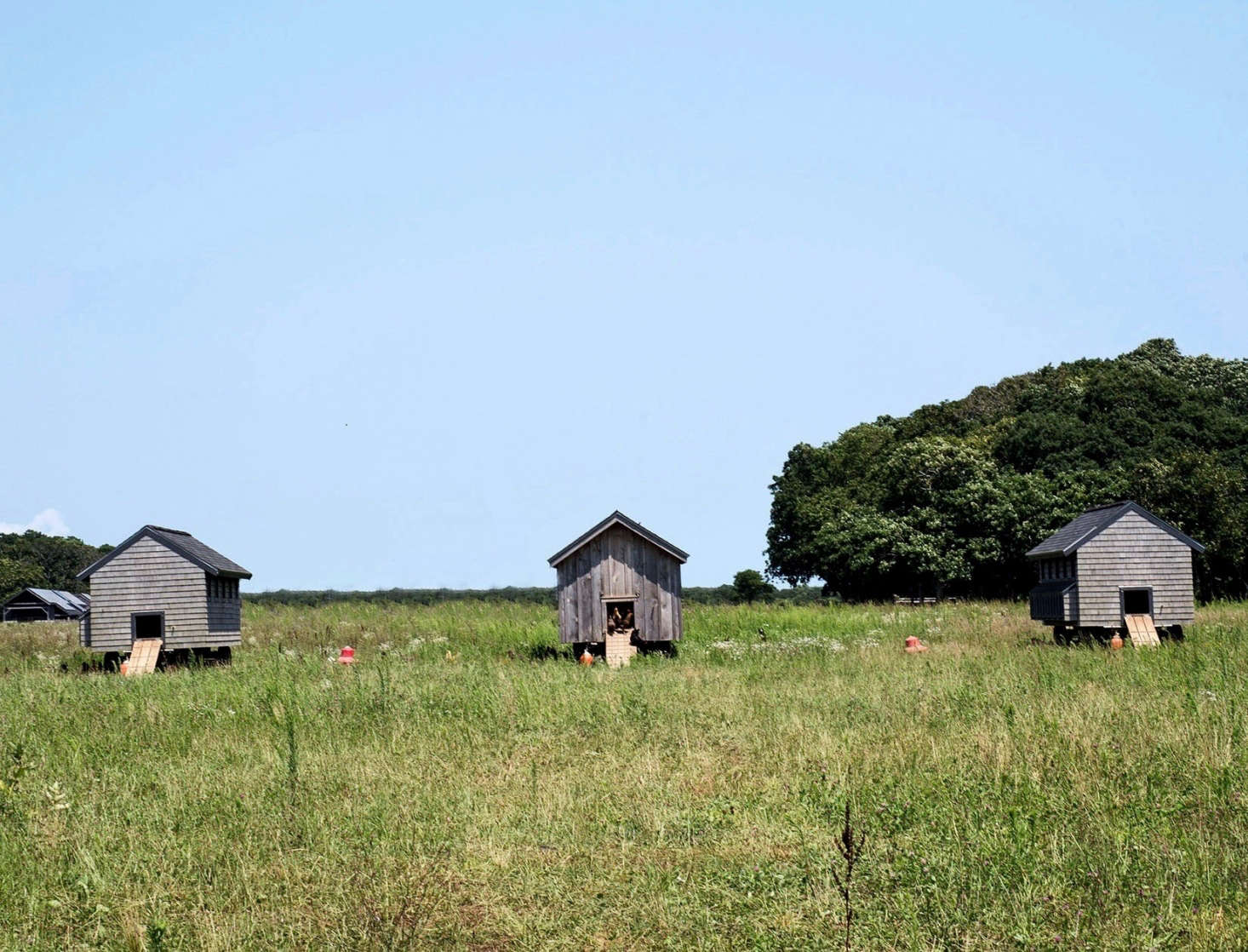 About 300 chickens live on the farm, free to roam in the pastures and woods.