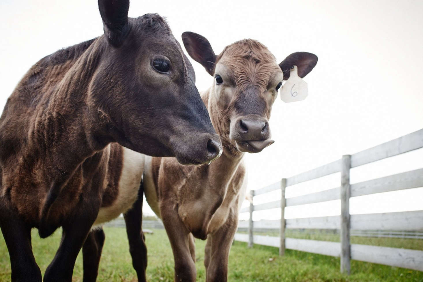 The first three cows to arrive at Grey Barn farm were Thelma, Helen, and Mary Nell. Photograph via Grey Barn.