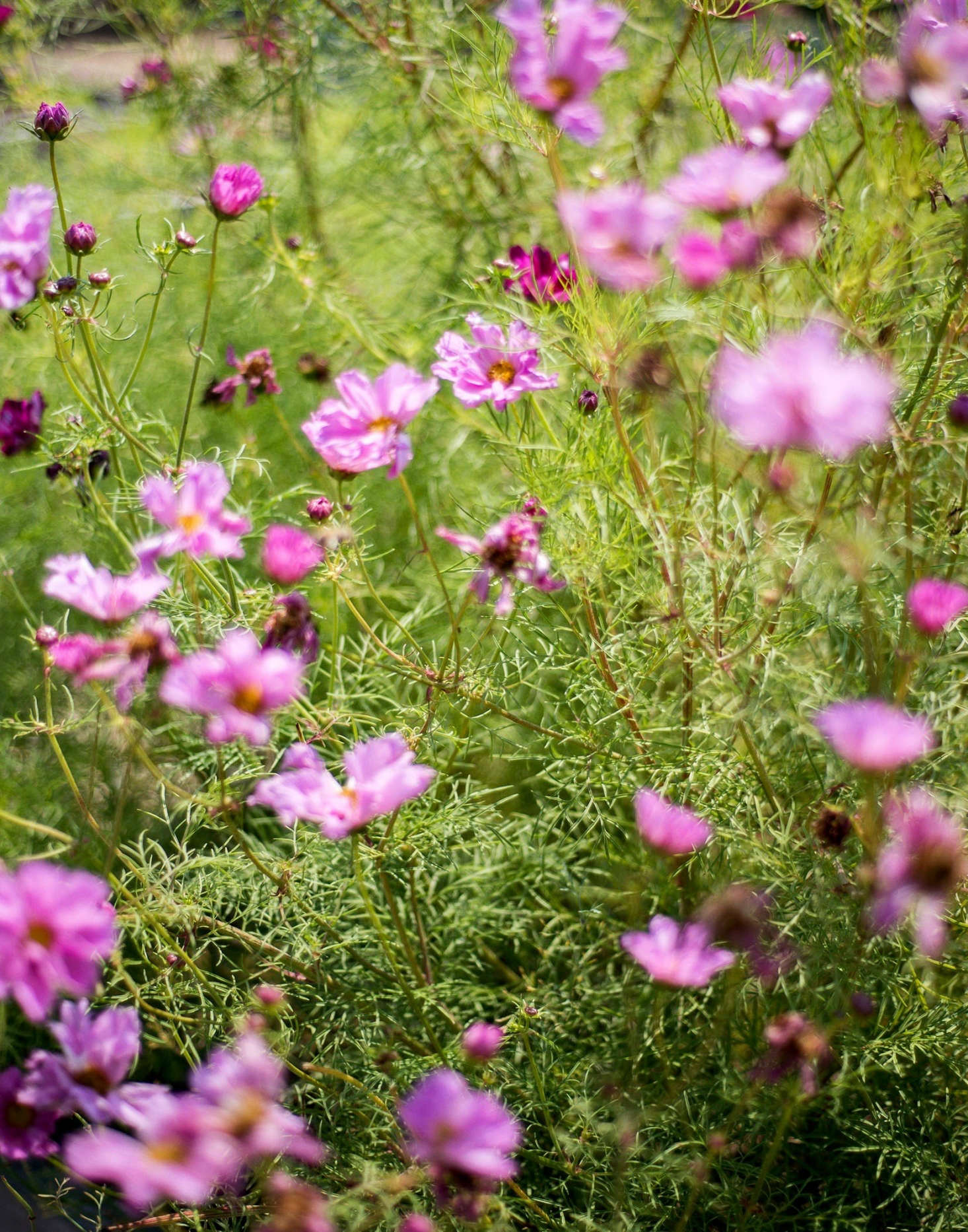 Cosmos thrive in a hot, sunny spot.