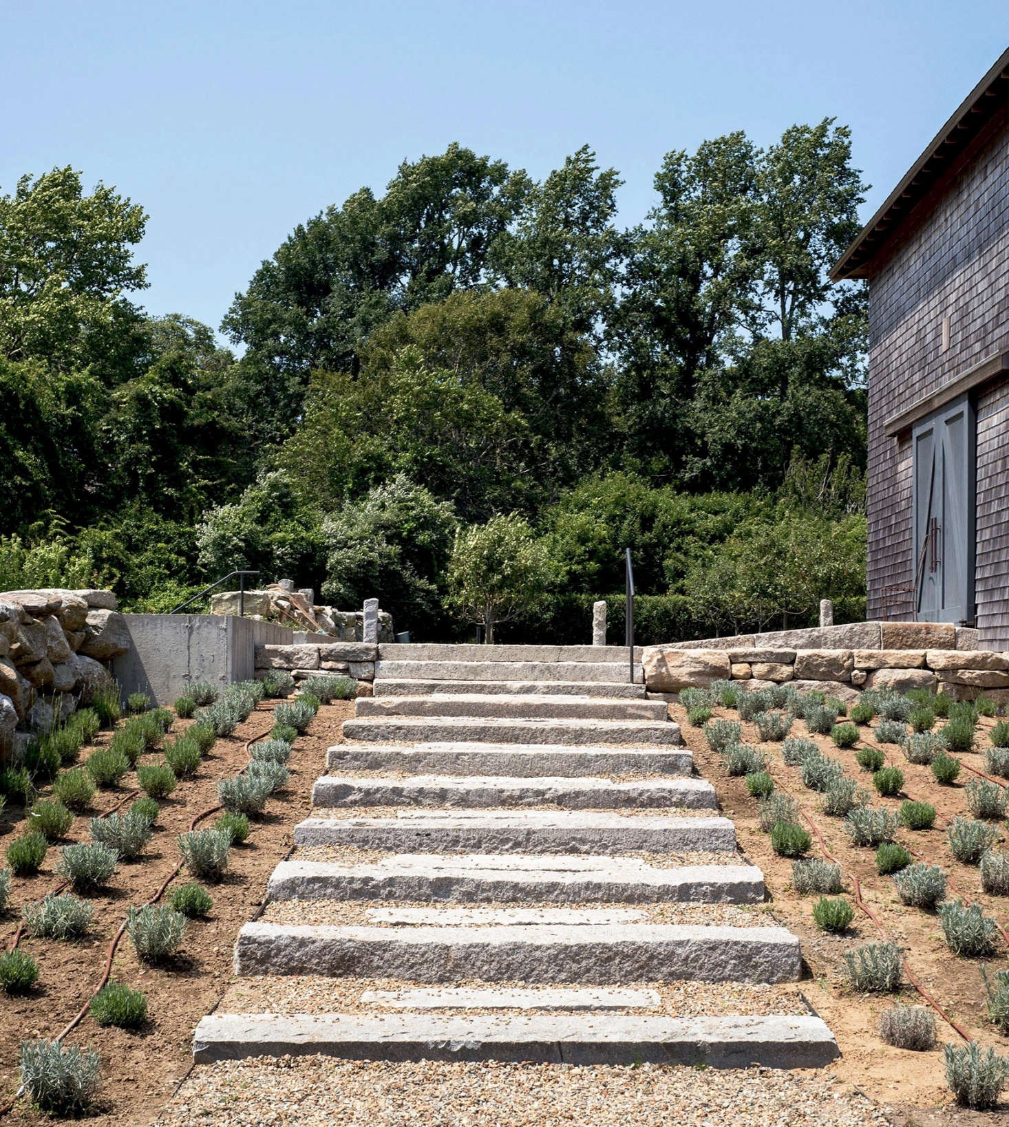 Herbs in progress. A drip irrigation system delivers water efficiently to the lavender crop