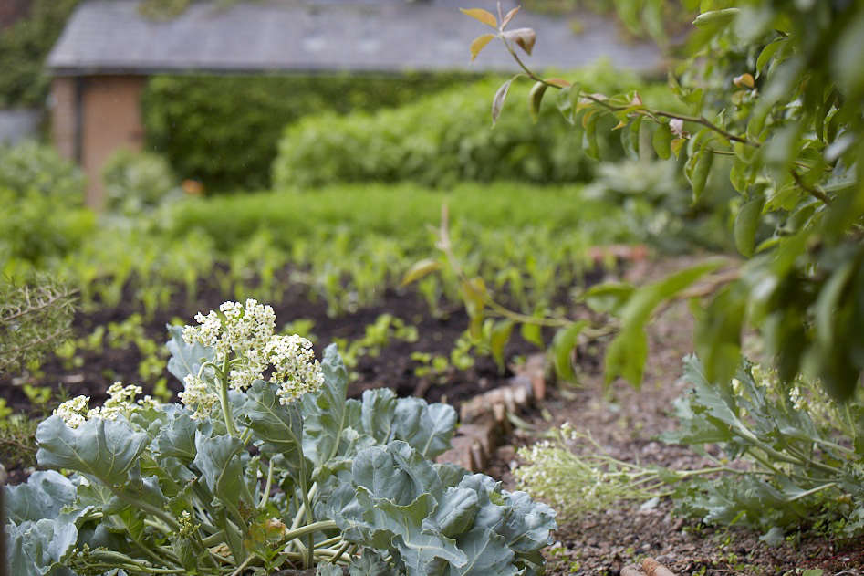Pawson has repurposed the old Victorian vine house as a warm space for cucumbers, aubergines, and peppers and taken over the lower garden for polytunnels. “It’s wonderful to see the walled garden gone back to 100 percent vegetables and soft fruit,” says Helen. “Which is exactly how I had taken it over—it’s gone full circle.”