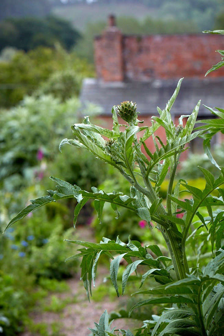 An artichoke in the spring garden.