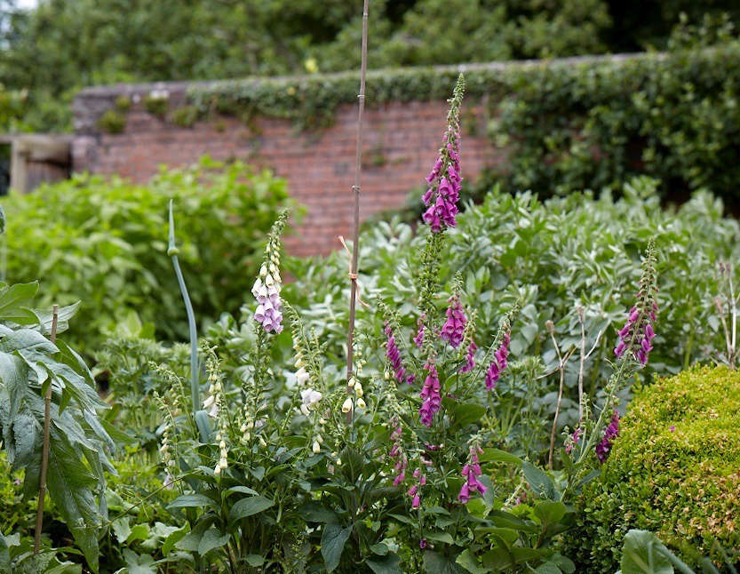 Foxgloves in bloom.