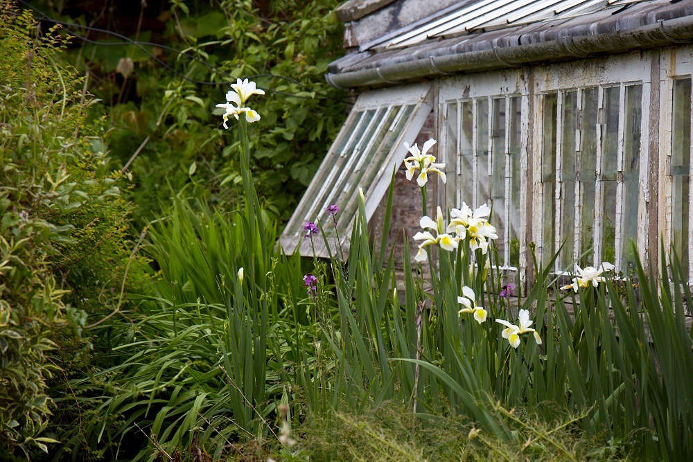 Irises bloom beside the original glass houses in the walled garden.
