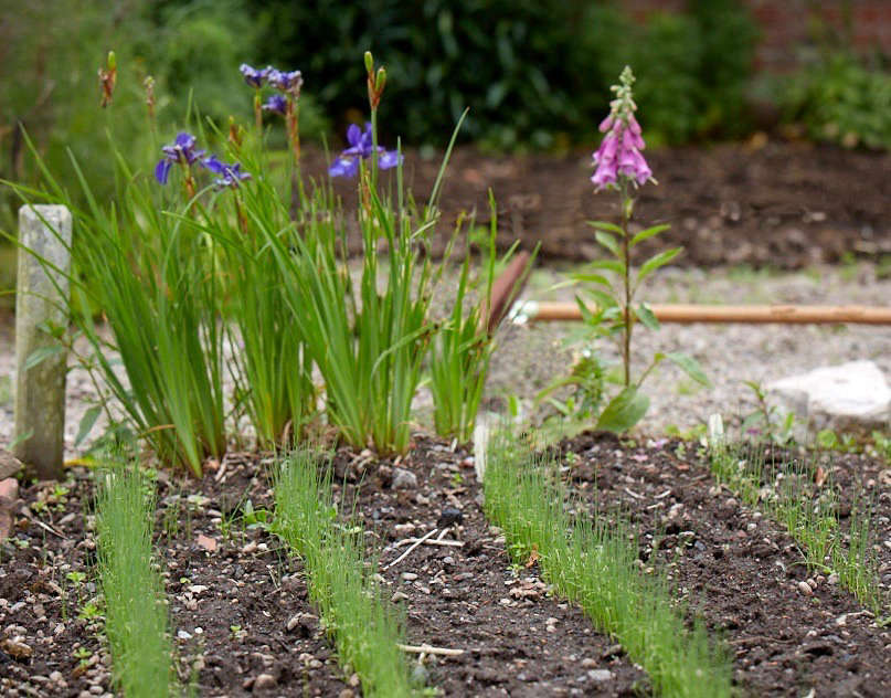 After the seedlings are transplanted in spring, the glasshouses are used as a space to grow heat-loving plants including chilies, cucumbers, and tomatoes.