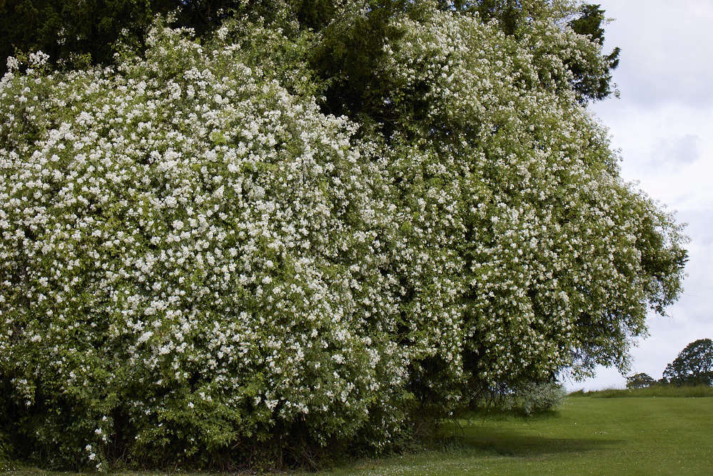 A white rose, given as a wedding gift in the 1970s, now clambers high up into trees.