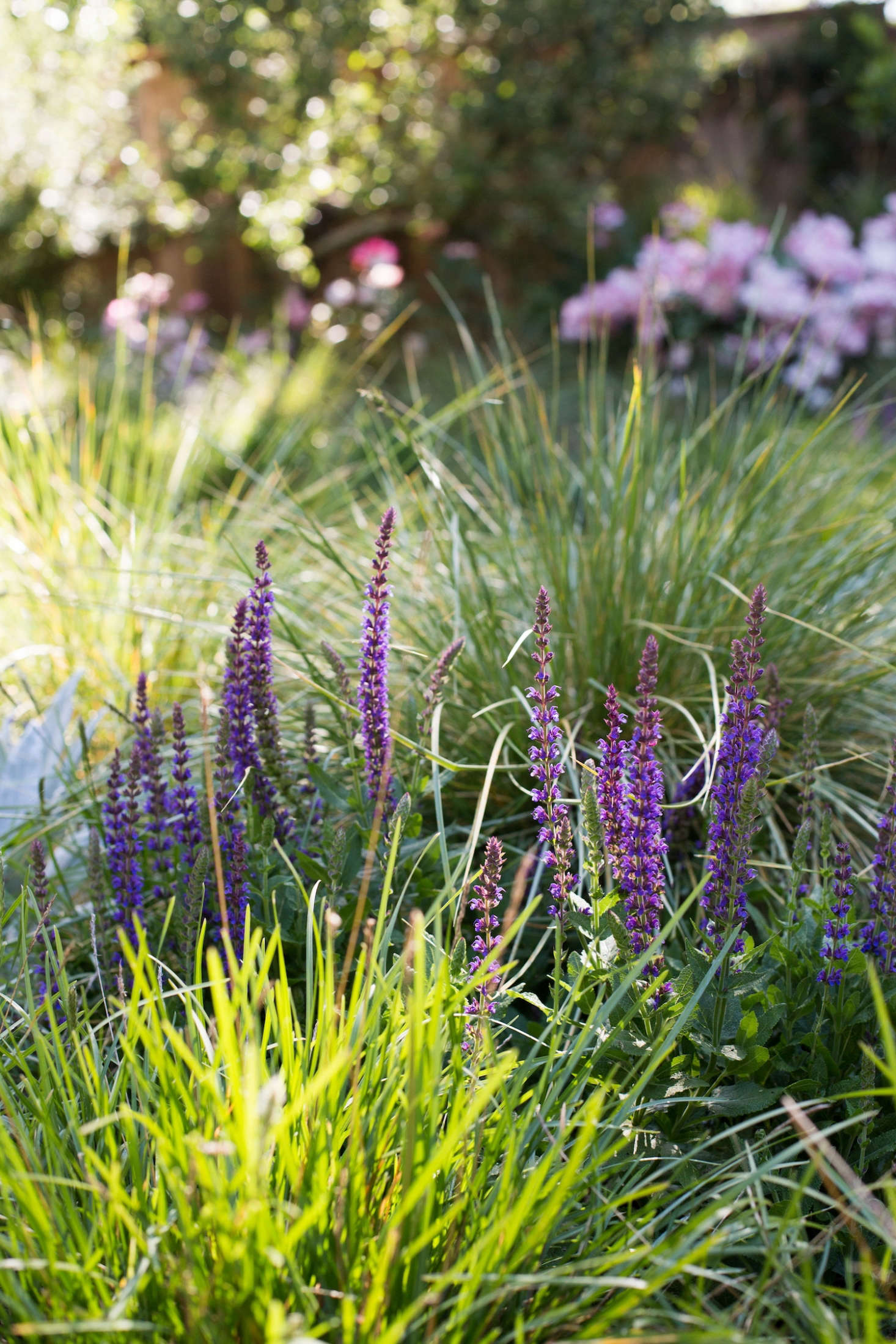 Low-maintenance salvias and meadow grasses. Photograph by Mimi Giboin.