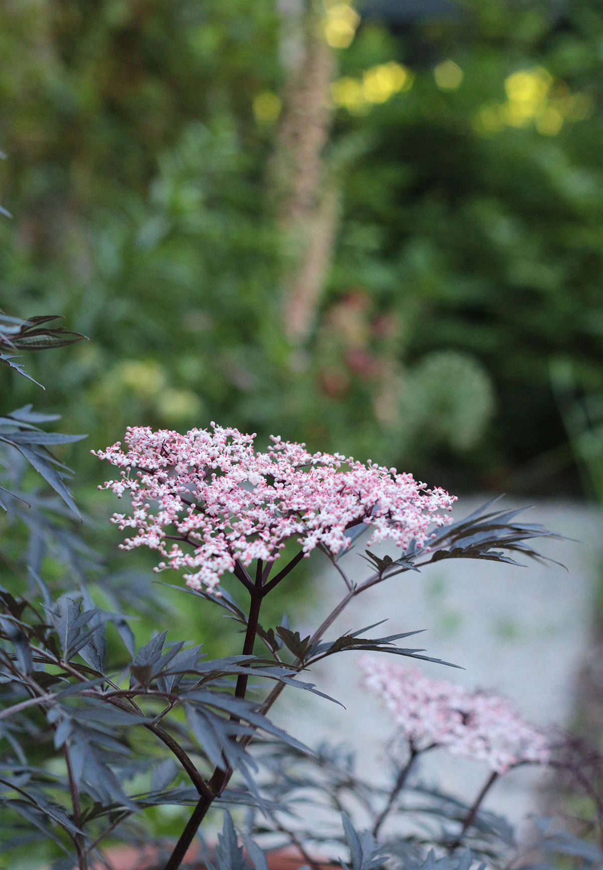 The dark purple and lacy leaves of Sambucus nigra ‘Black Lace’ have the added benefit of showy foliage.