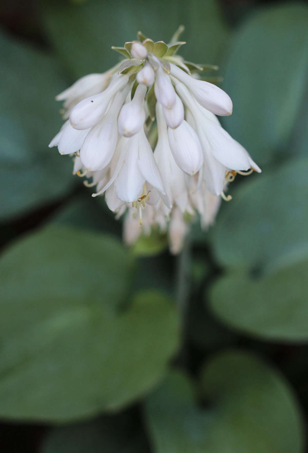 Do not underestimate the well-known hosta. Some of the hardiest plants I have ever grown, they do not ask for much. Their watering needs are moderate and in return they offer a dazzling variety of leaf colors and sizes, with their distinctively pleated ribs providing dramatic texture.