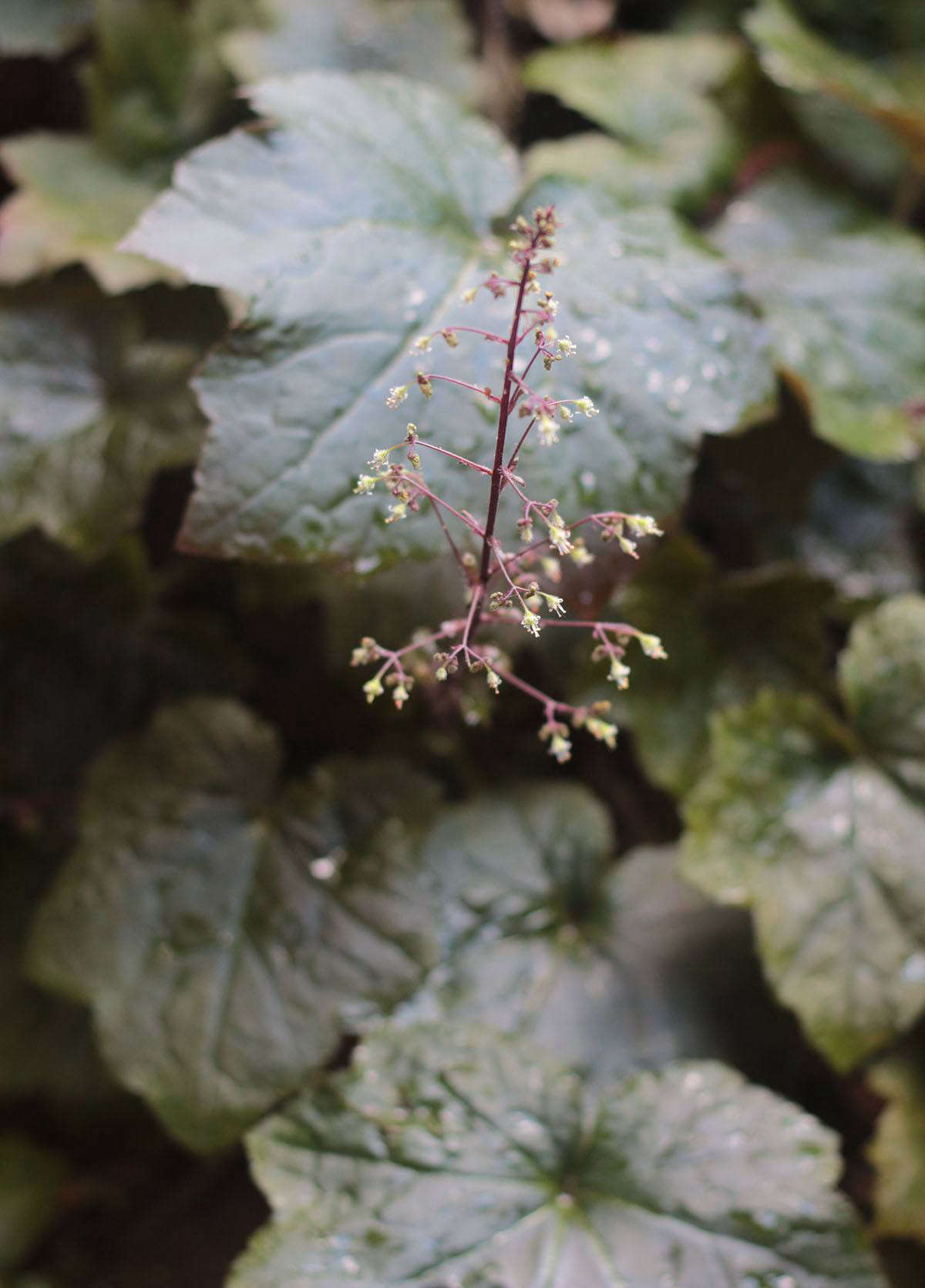 When I first viewed this apartment, I noticed a chocolate-colored heuchera (also known as coral bells) growing defiantly from a crack in the poured concrete in the backyard. It was late summer and the place was parched. As much as the barren concrete depressed me, the heuchera seemed to be sending a message of hope: If I can do it, you can do it. It still flourishes there, and has set seed to germinate in other cracks. The effect is a softening one.