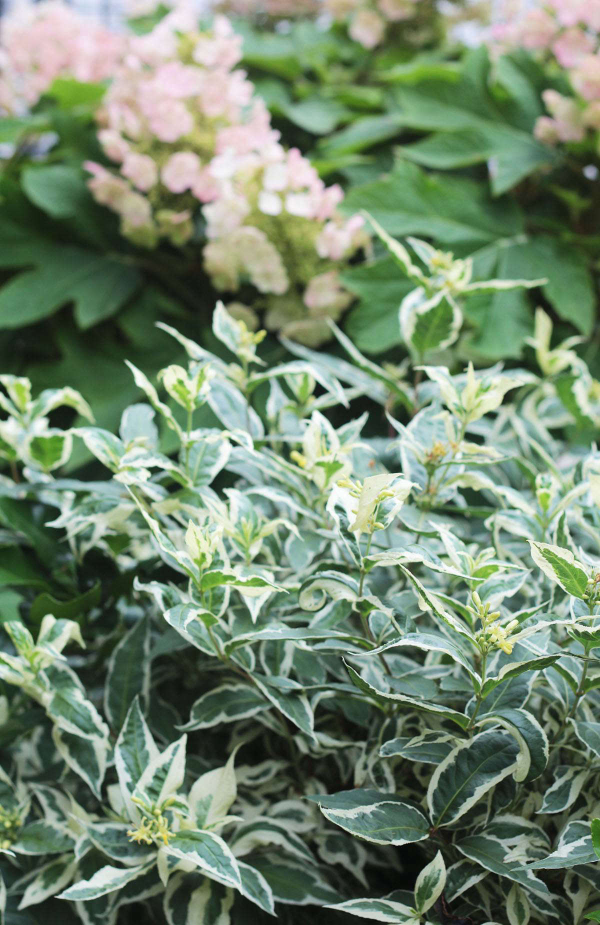 Another shrub native to the southeastern states is Diervilla sessilifolia 
