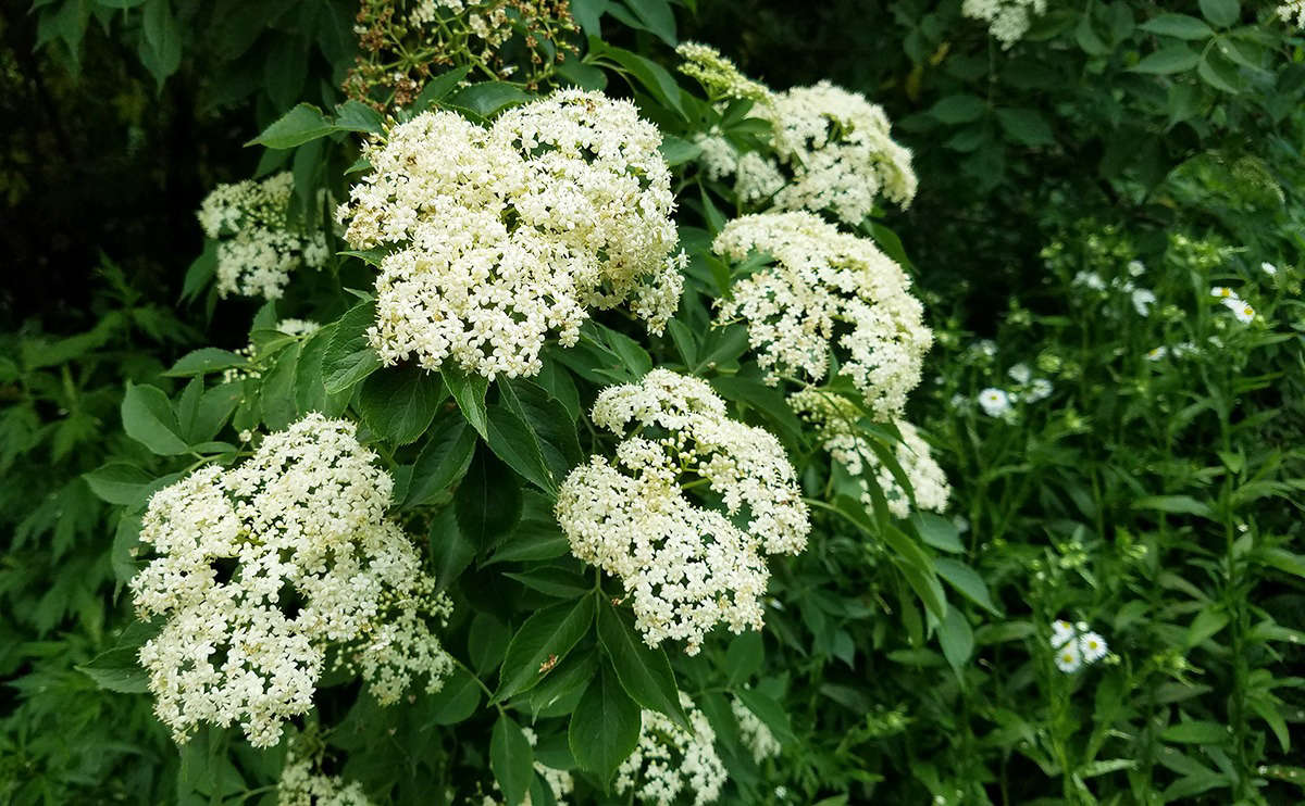 While they love consistent moisture and will grow near water sources, elders are forgiving of drier soils, too. Plant your elder shrub in full sun or semi shade.