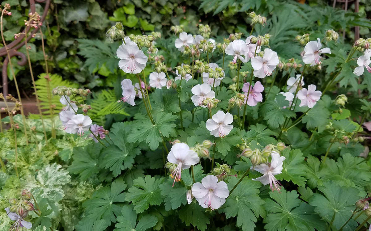 Speaking of plants that keep on giving: None has been as generous as this perennial Geranium x catabrigiense 