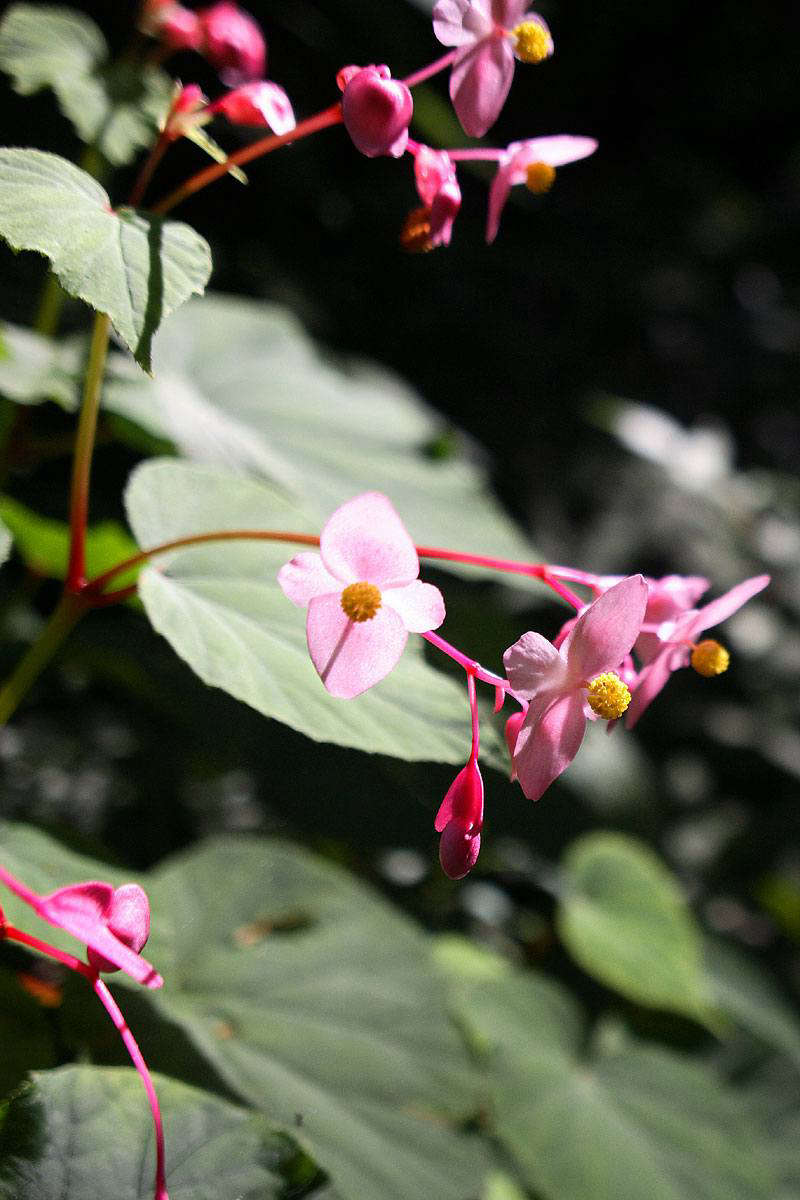 Photograph by Kabacchi via Flickr.