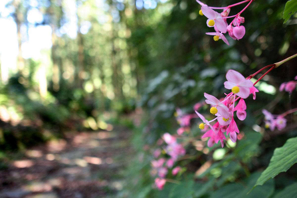 hardy begonia kabacchi flickr