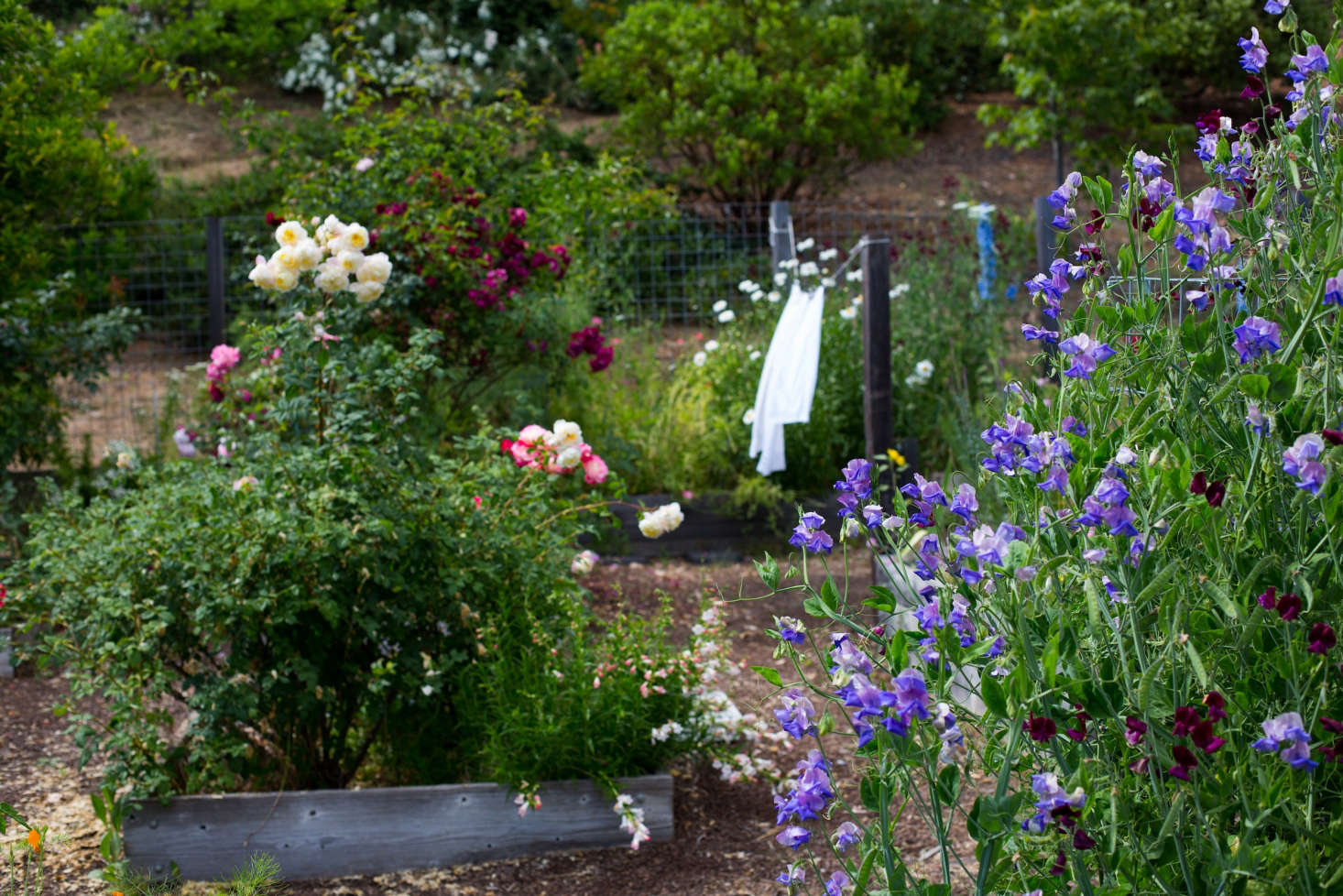 Inside the hog wire fence are purple sweet peas, raised beds, and laundry on a clothesline: a perfect complement to the modern house, thanks to the simple, strong lines of the fence and gate. Those hardscape elements create a visual transition to connect a sleek facade to a rustic raised-bed garden.