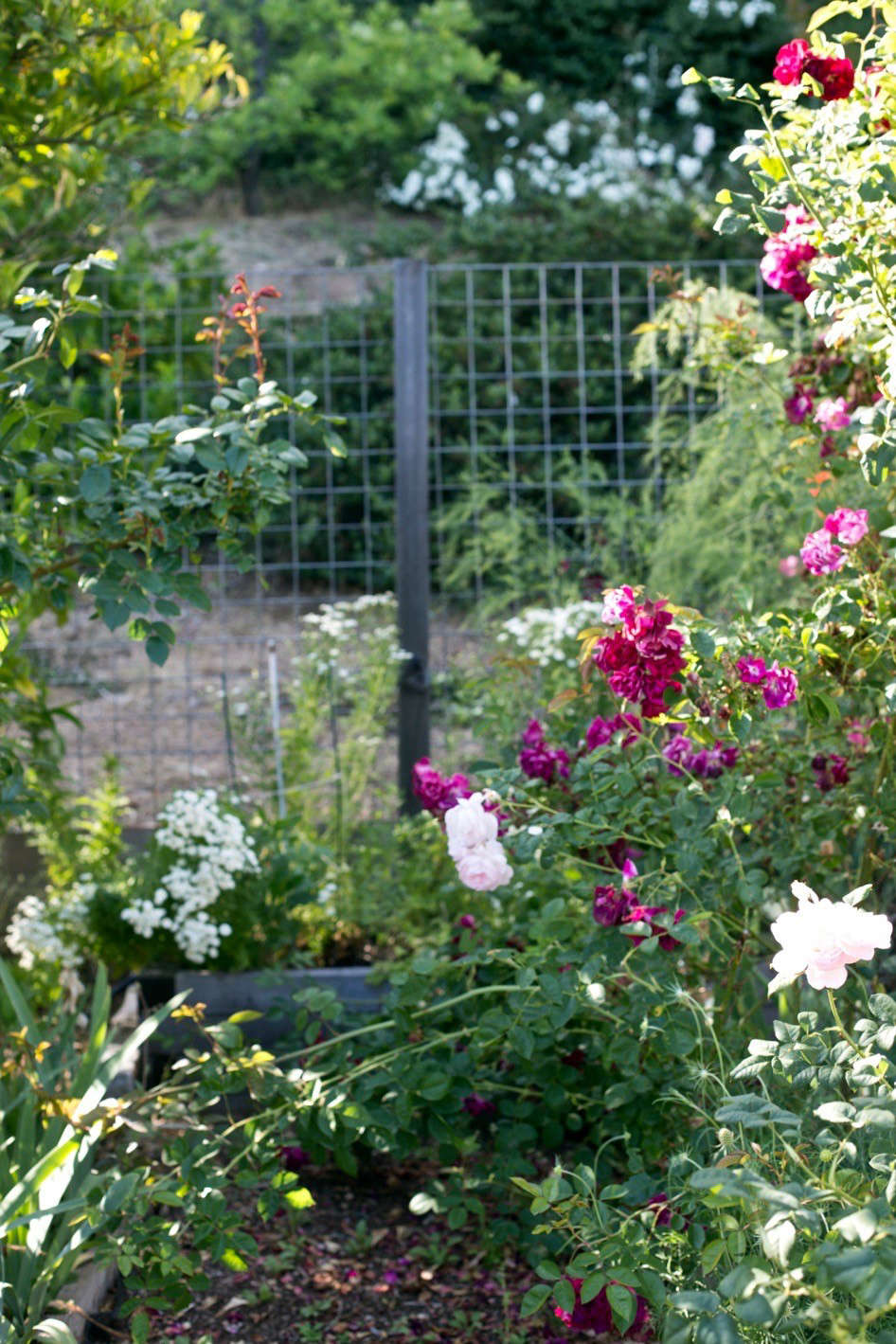 Inside the fence, shrub and climbing roses contribute to the chaos.