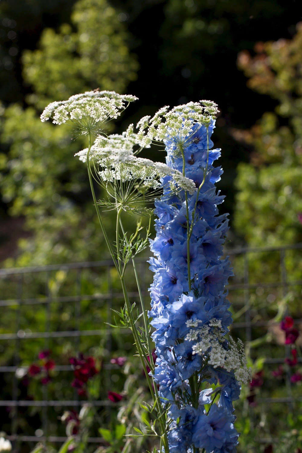 Delphinium, meet Queen Anne