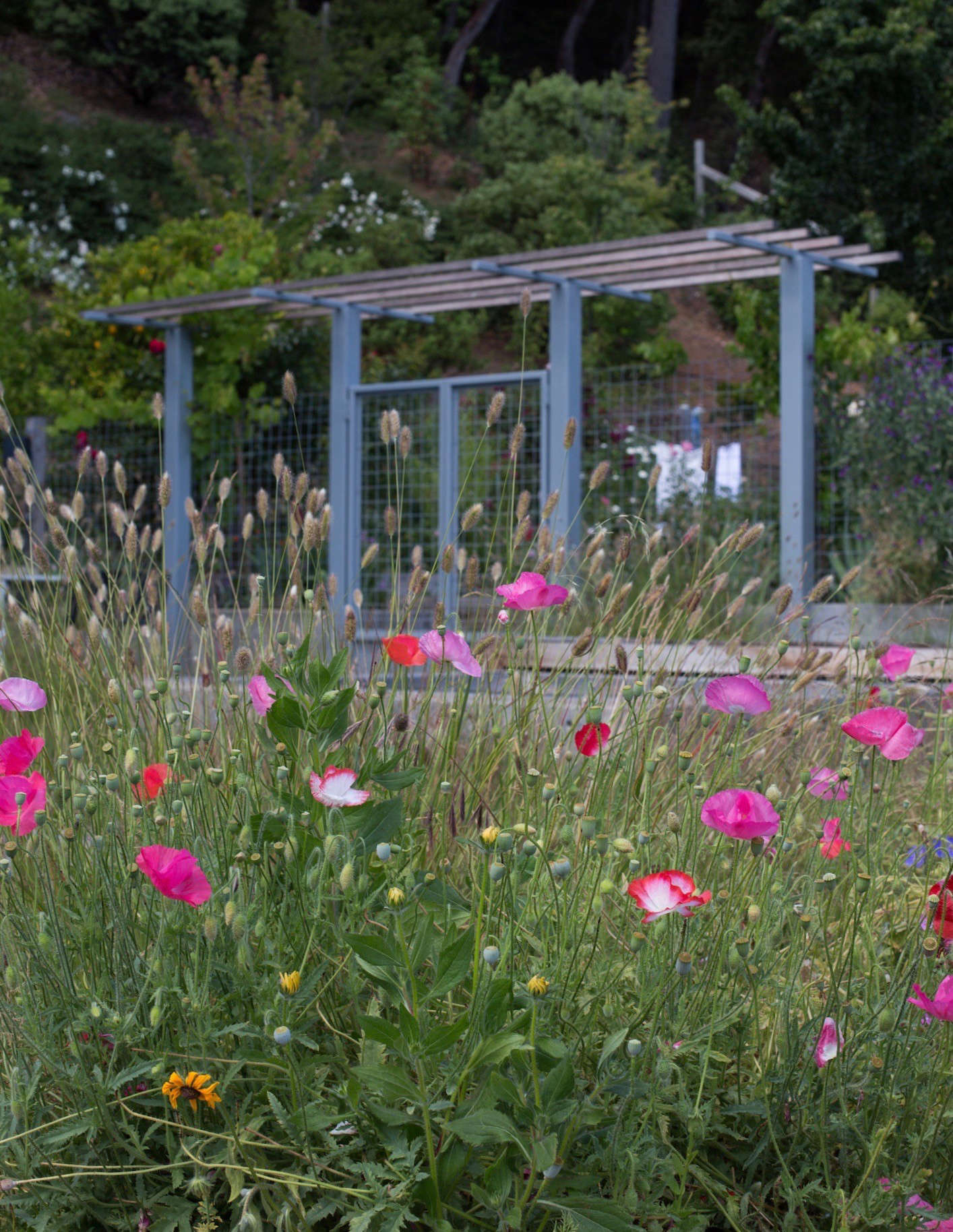 Arterra designed a sturdy hog wire fence (take that, deer) and a double gate, crowned with an arbor for grapevines.