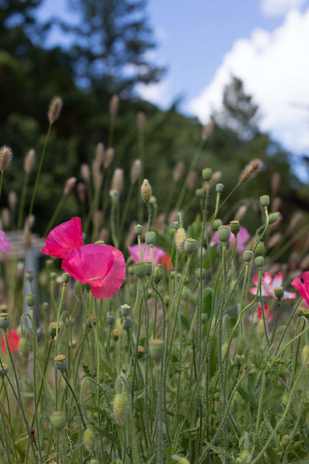 It is not really possible to go wrong with poppies, whether you plant fringed, double, or velvety lipstick-pink varieties such as Cupcake or Poppy of Troy, both among the dozens of varieties available seasonally for from $4.95 to $5.95 for a 4-inch pot from Annie