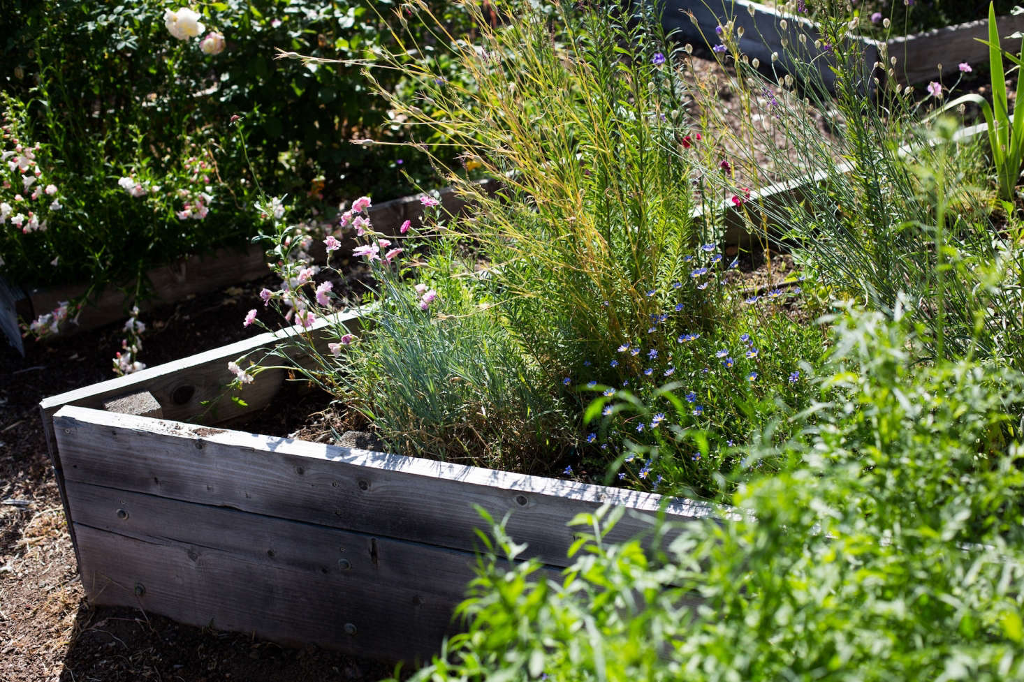 Made of simple wooden boards, the raised beds weather to a silvery gray and do not distract from the colorful plants.
