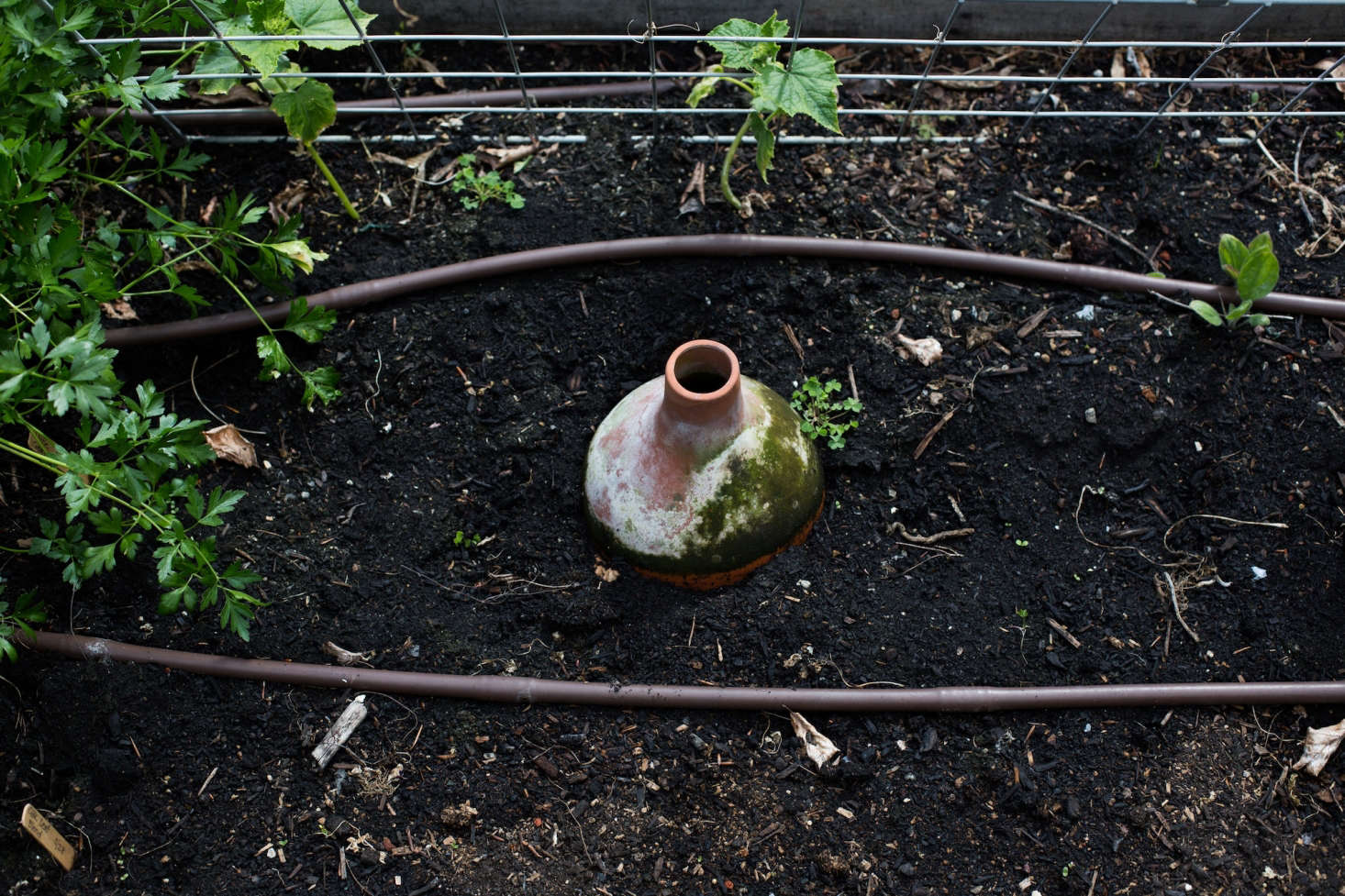 In a bed of edible plants, an unglazed terra cotta irrigation pot is porous, keeping roots moist during the week if the homeowners are away. A similar Watering Pot is $.95 from Home Depot.