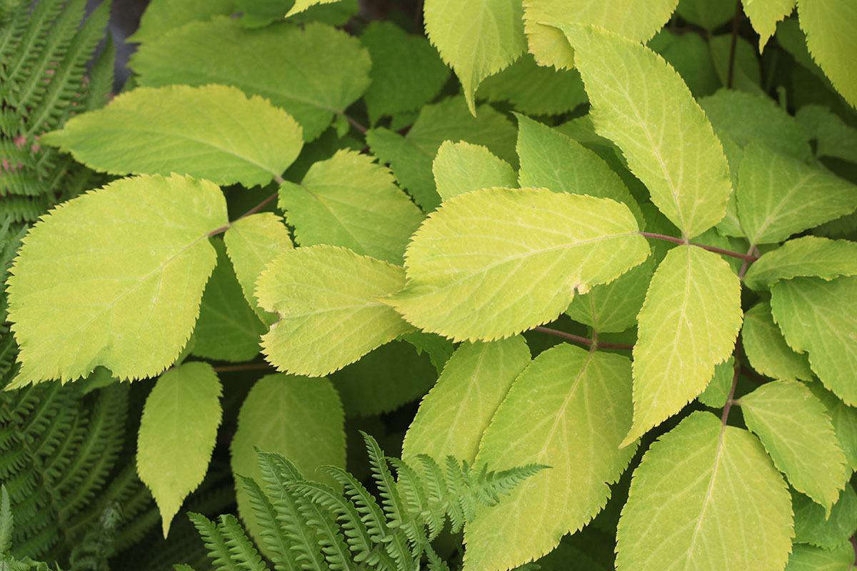 The aralia is an Eastern Asian native and the forager in me planted it for its edible spring shoots, known as udo in Japan. This is a thirsty plant, one of the handful of Asian perennials that follow which require frequent and deep watering, to mimic the conditions in which they evolved.