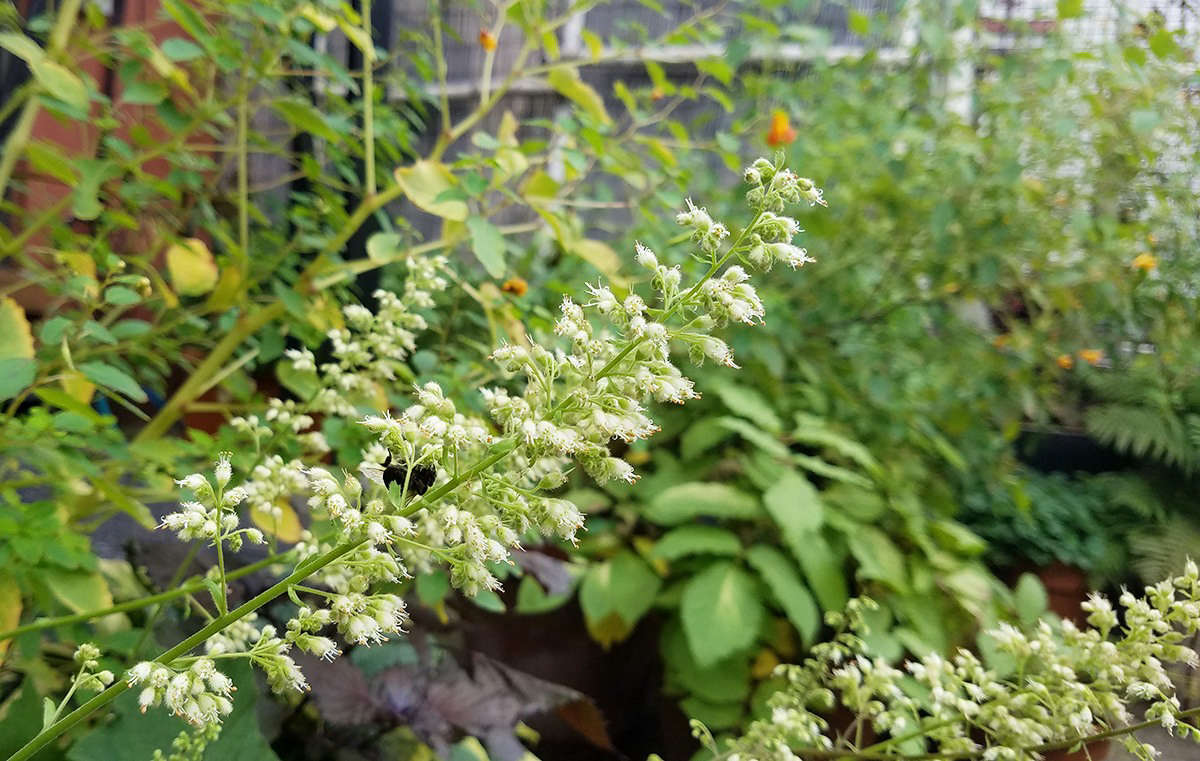 Like hostas, late-blooming heucheras are often used in thoughtless, pedestrian plantings, but combined thoughtfully with other plants their best qualities are allowed to shine.